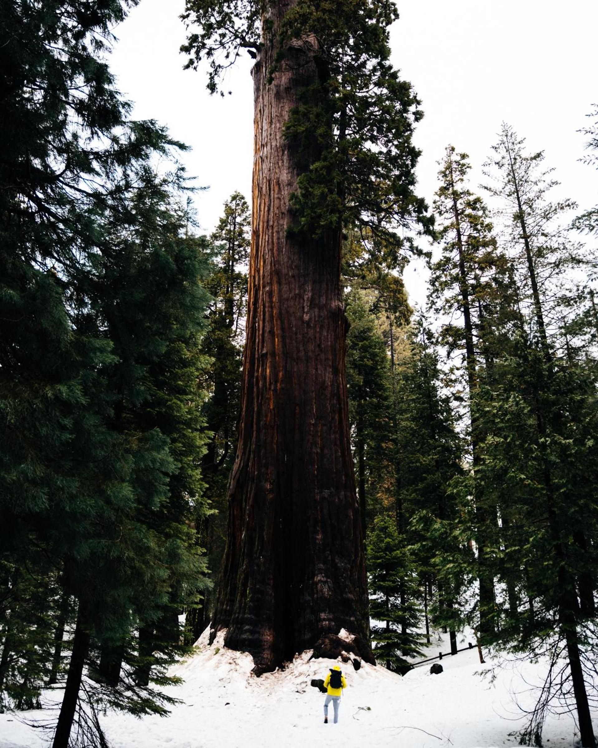 Sequoia Village photo 22