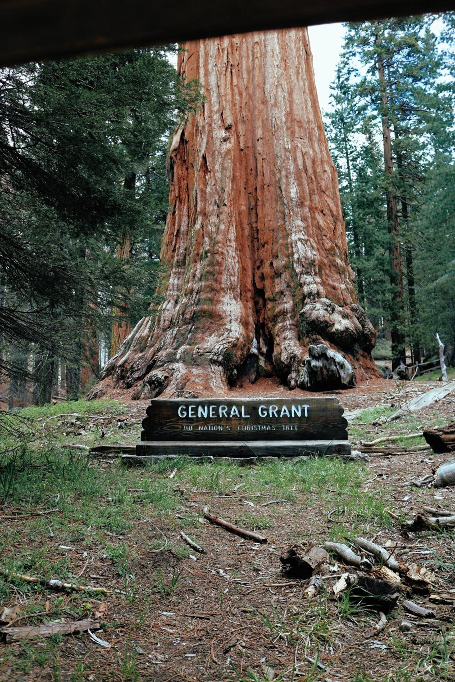 Sequoia Village photo 23