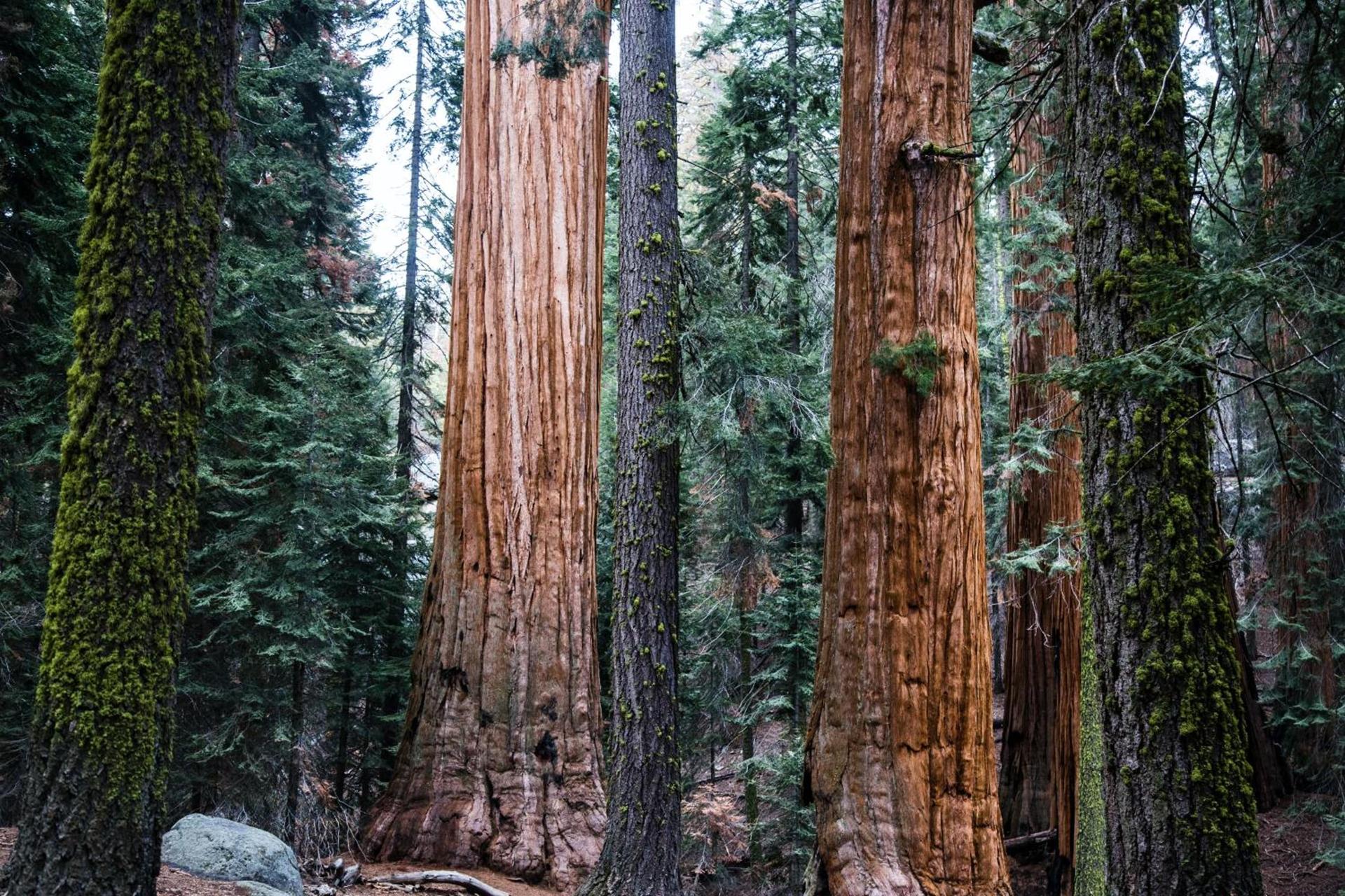 Sequoia Village photo 24