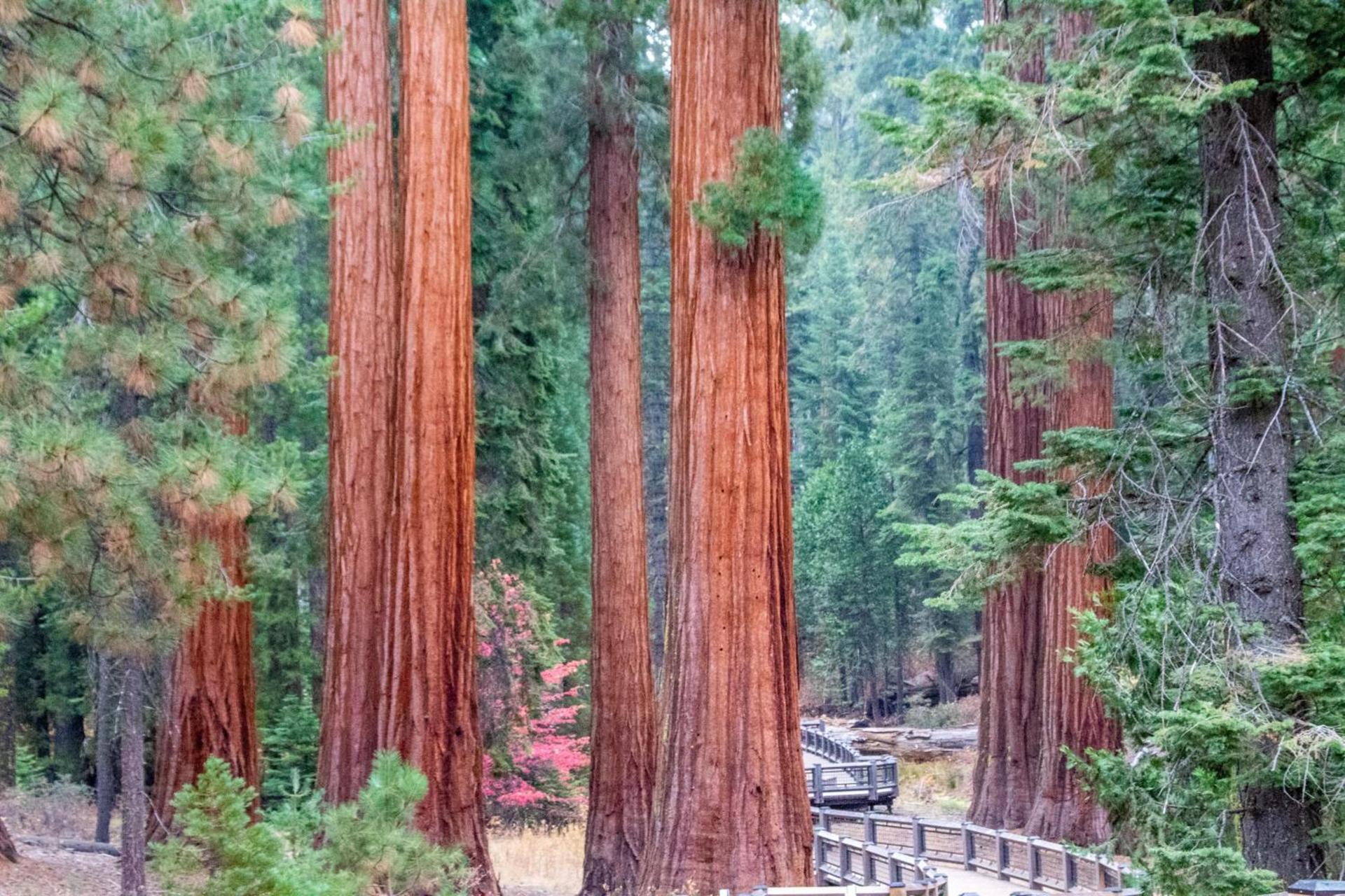 Sequoia Village photo 26