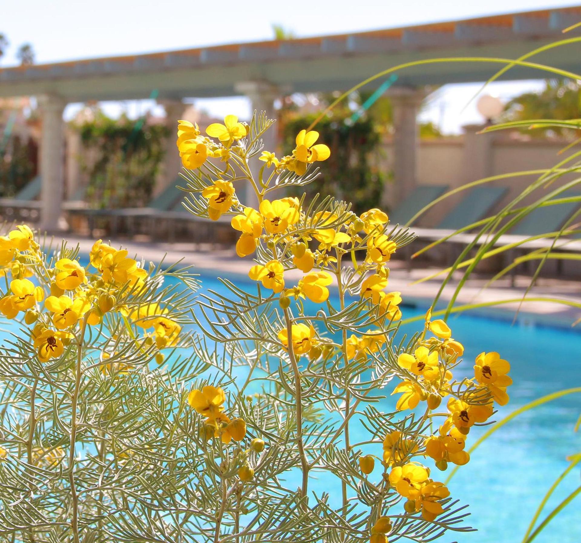 Azure Palm Hot Springs photo 2