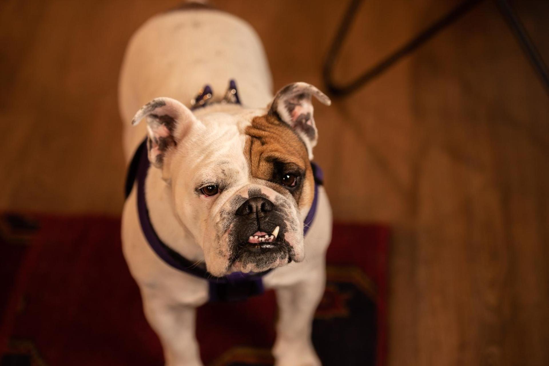 Loyal Duke Lodge photo 26
