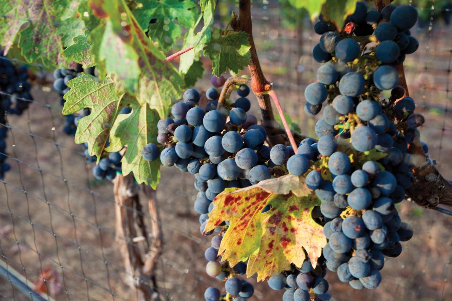 Vino Bello Resort photo 30