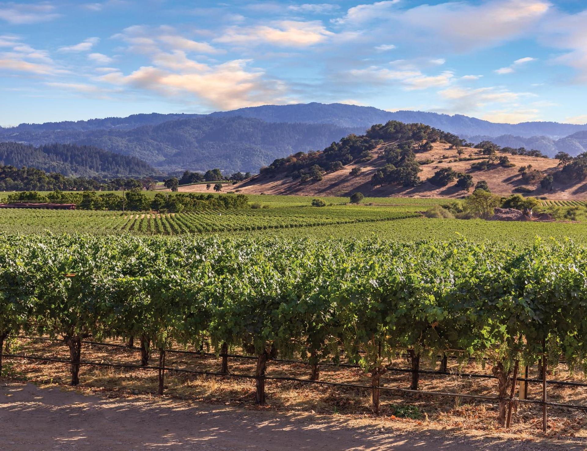 Vino Bello Resort photo 4