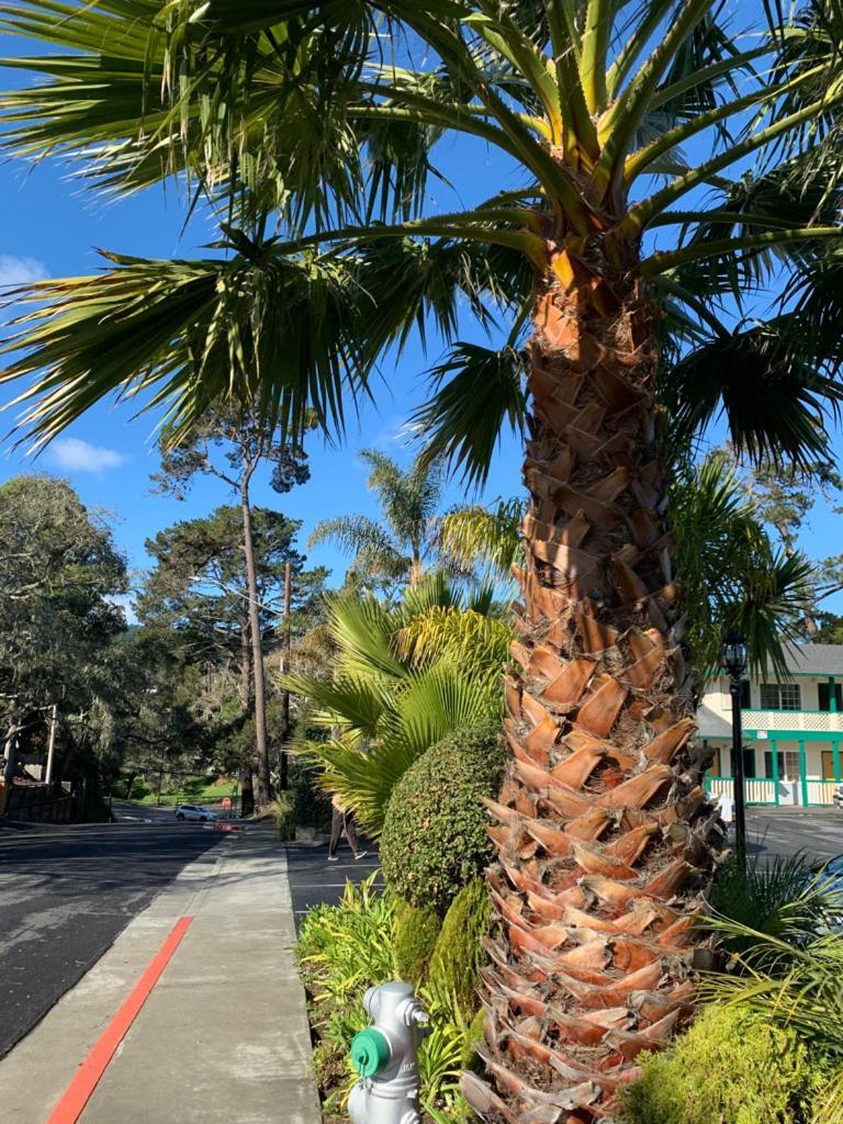 Monterey Pines Inn photo 19