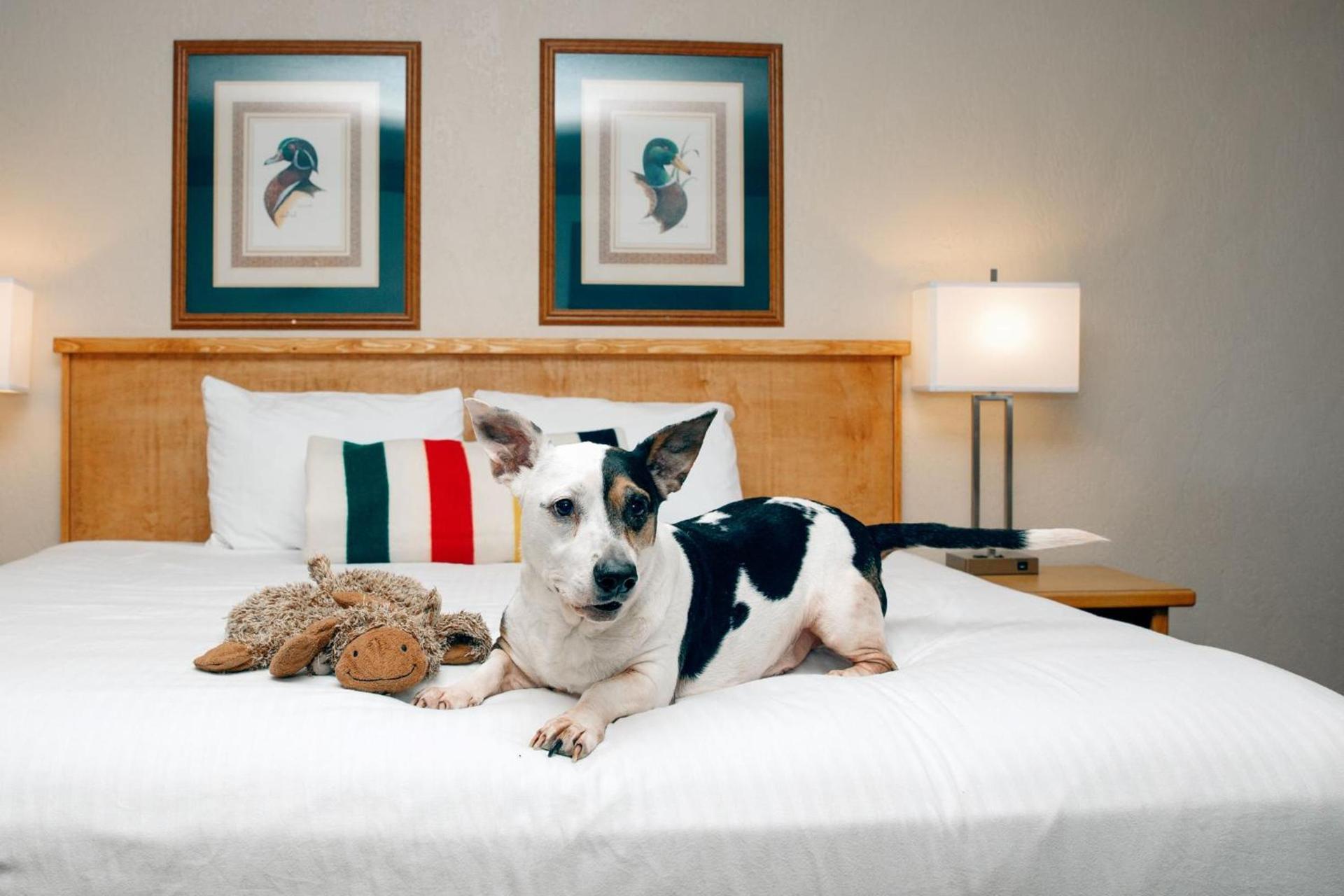 Timbers Motel photo 10