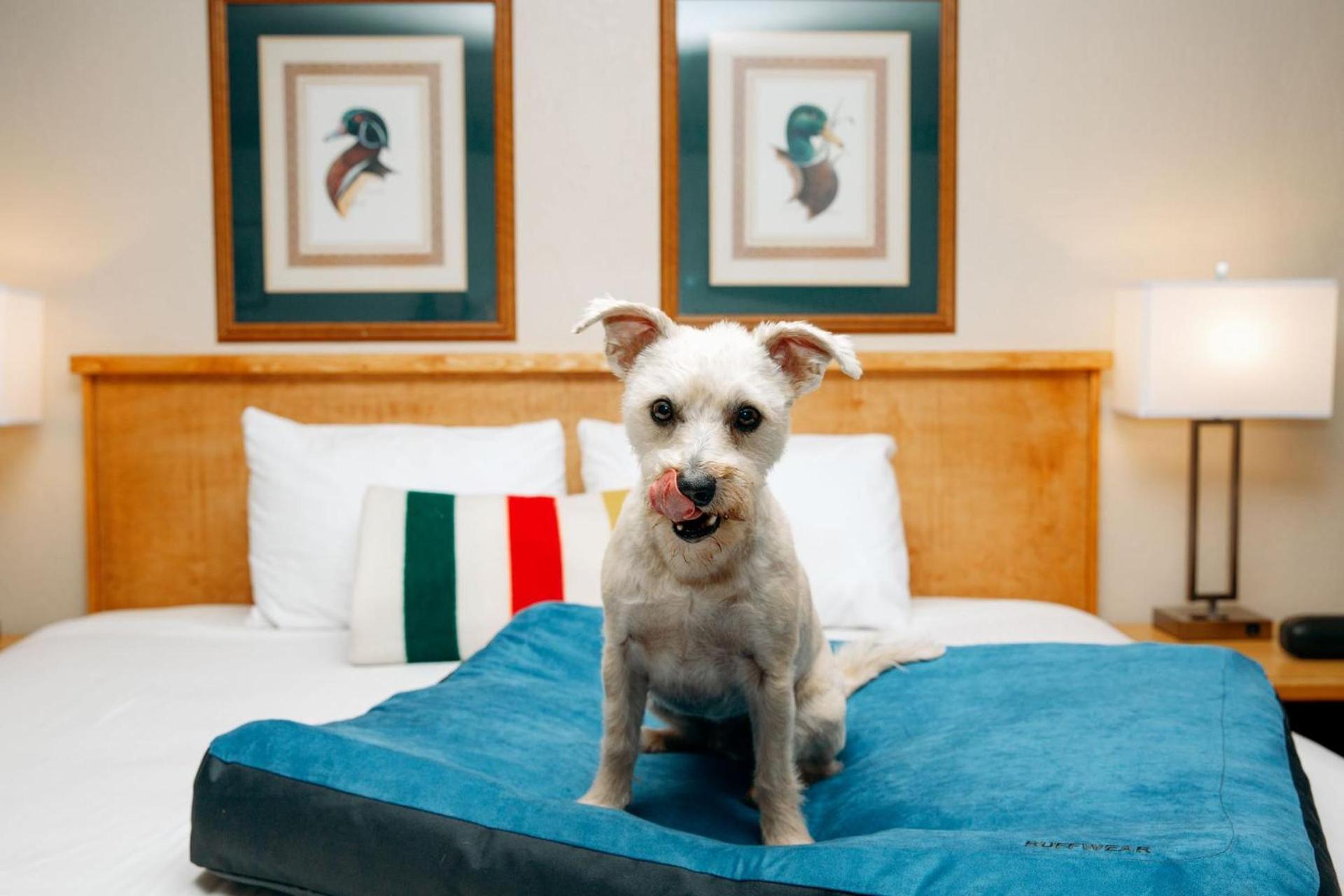 Timbers Motel photo 8