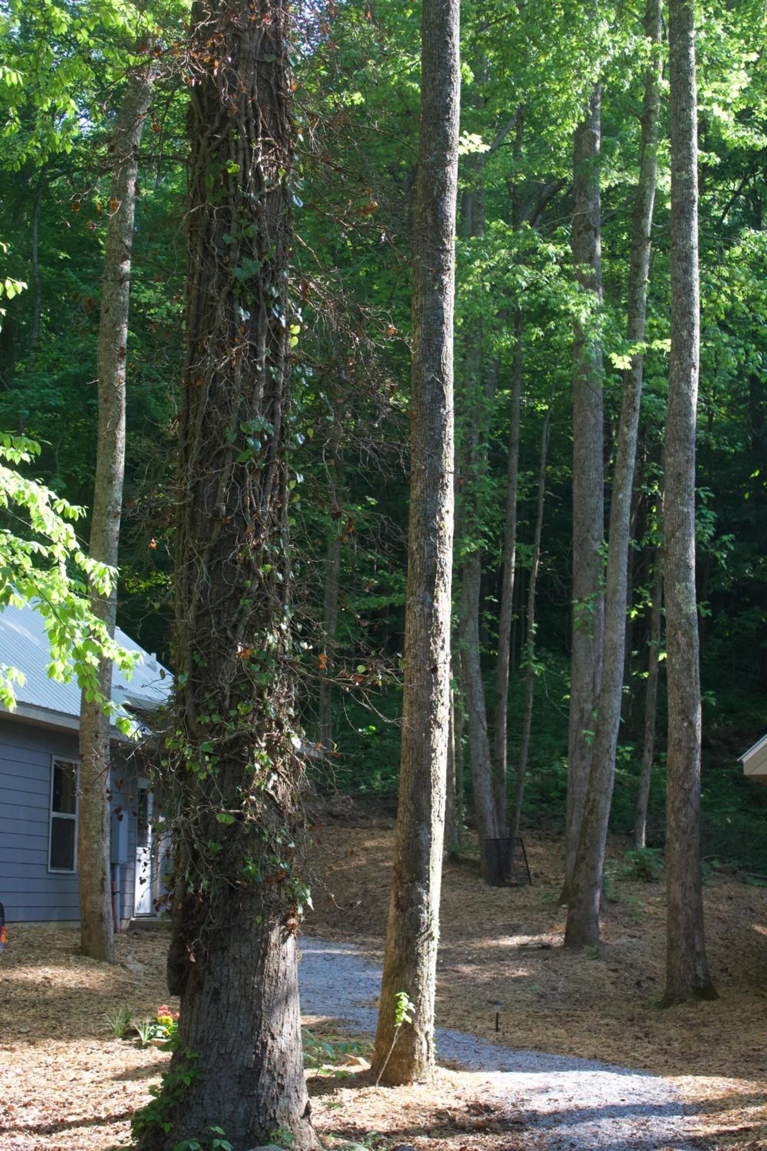 Villas at Gingershack Farms photo 58