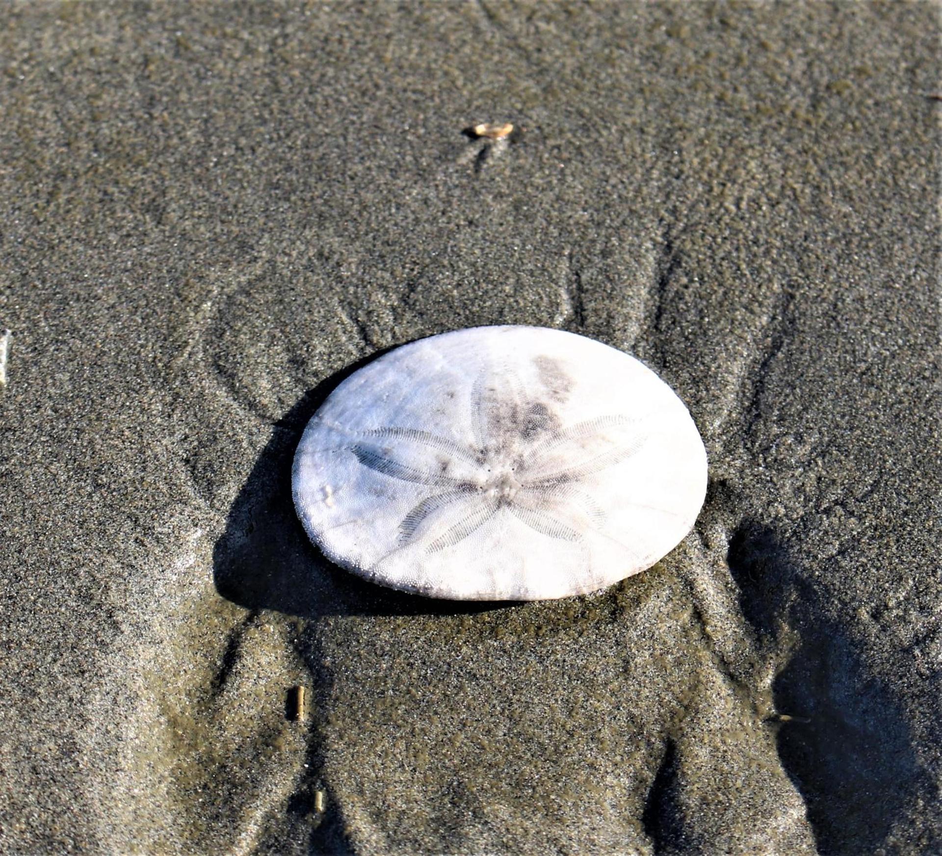 The Lowtide Motel photo 19