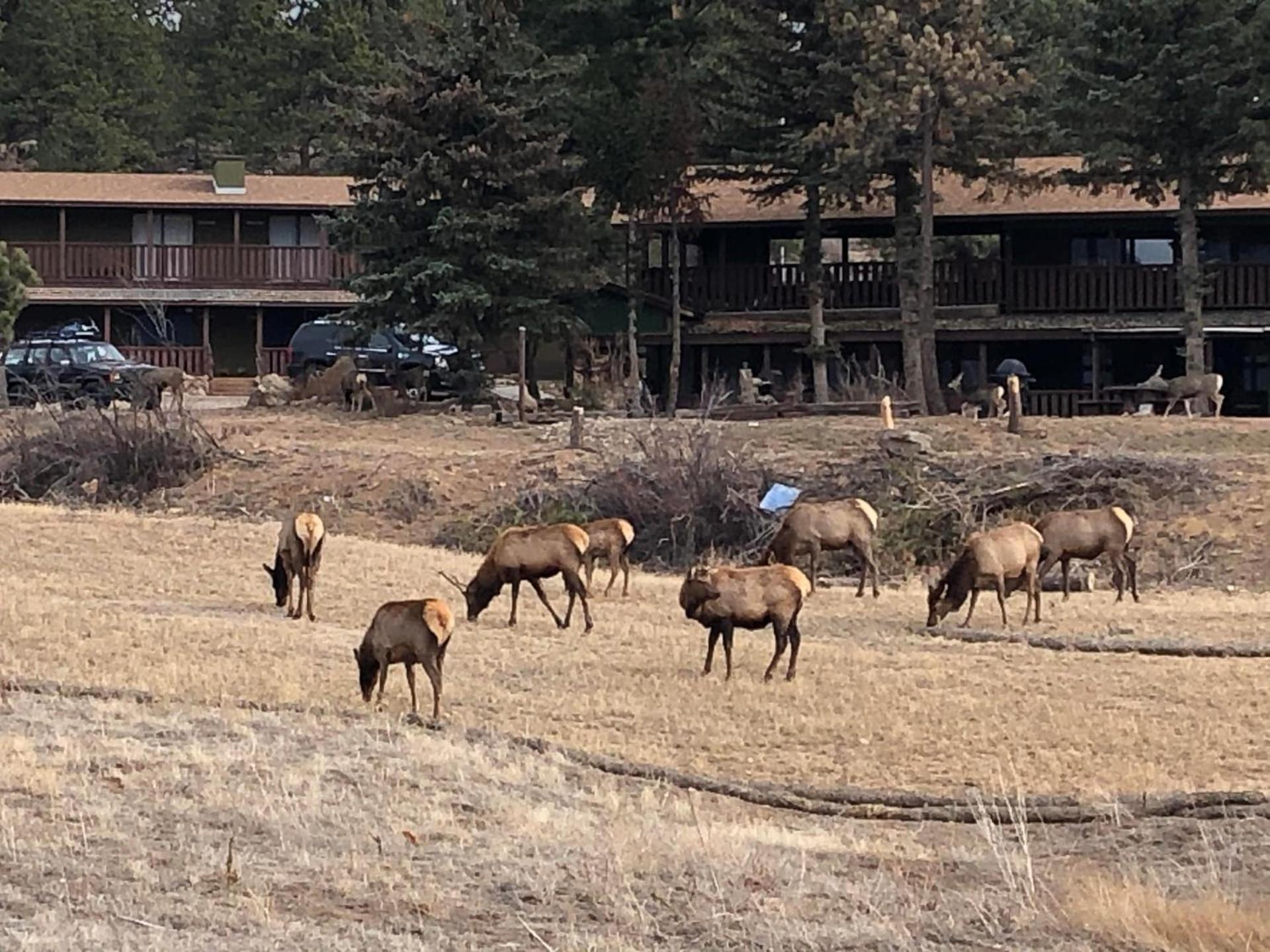 Estes Lake Lodge photo 41