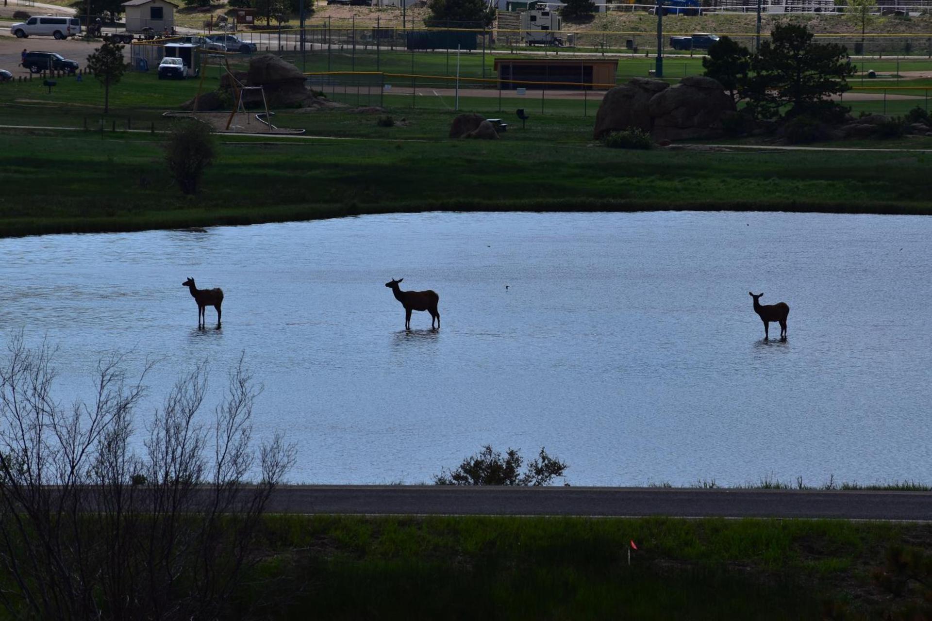 Estes Lake Lodge photo 57