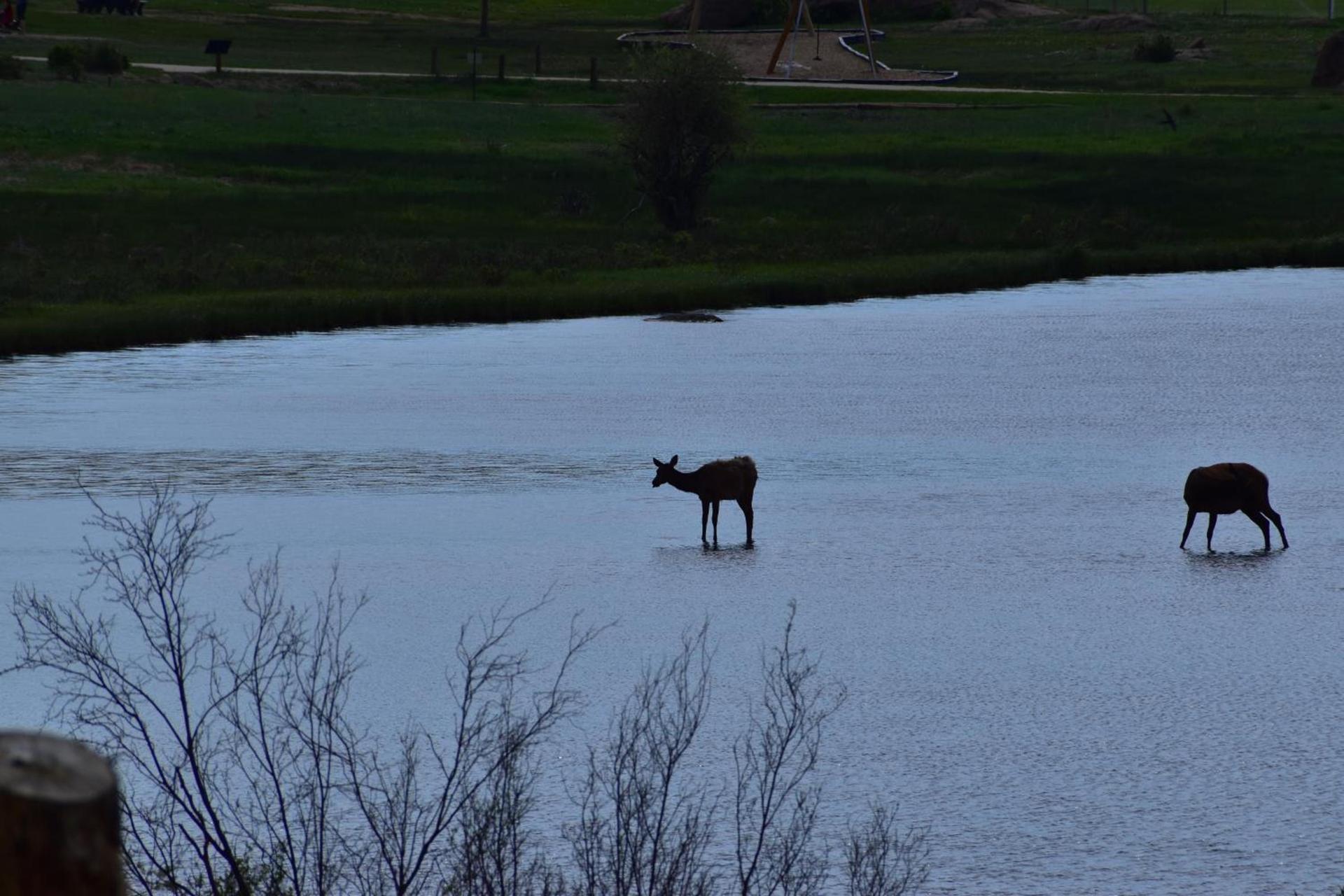 Estes Lake Lodge photo 64