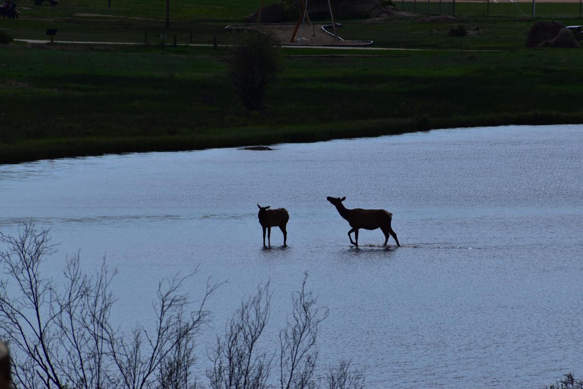 Estes Lake Lodge photo 66