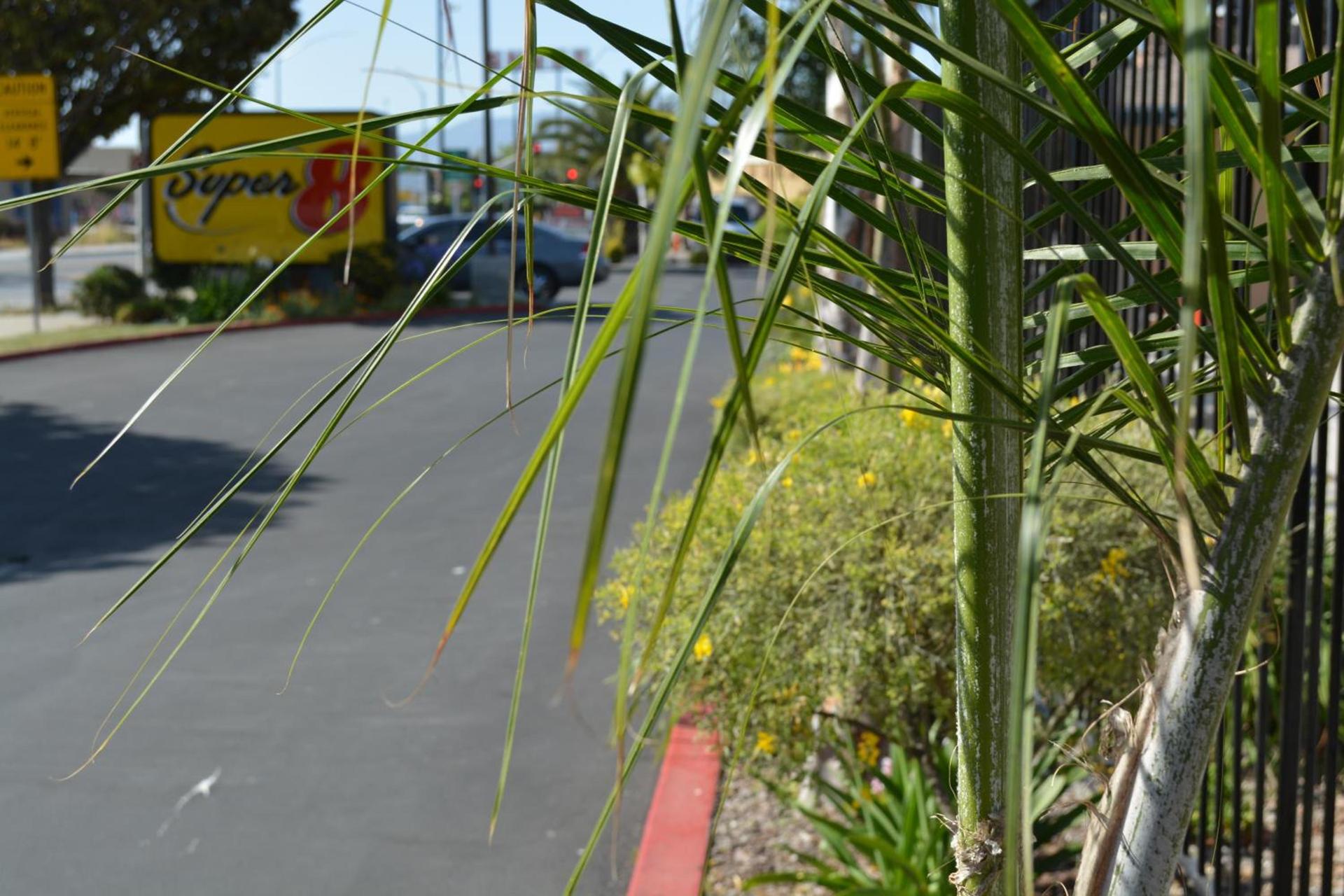 Super 8 by Wyndham Salinas photo 9