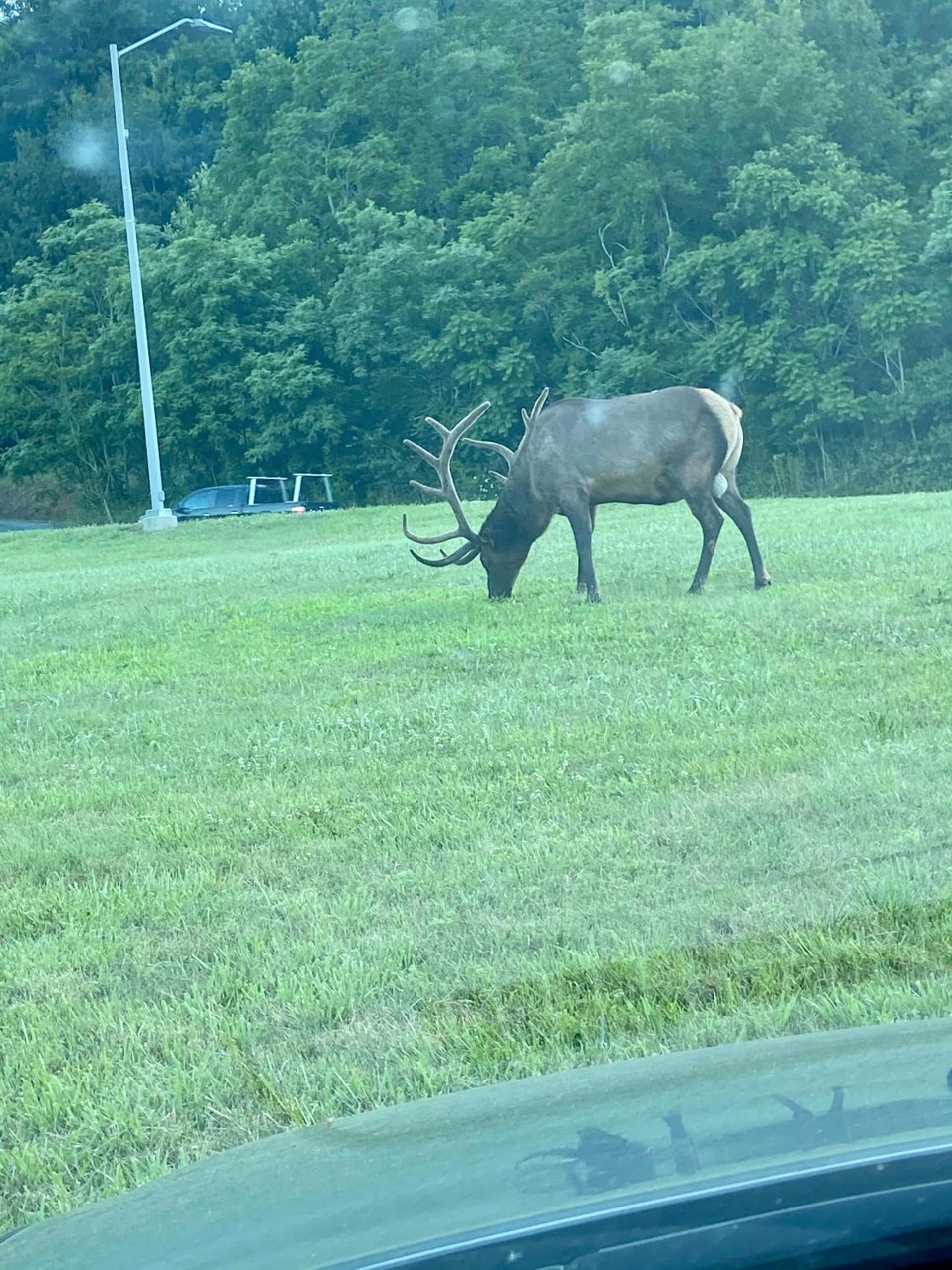 Smoky Mountain Inn & Suites photo 17