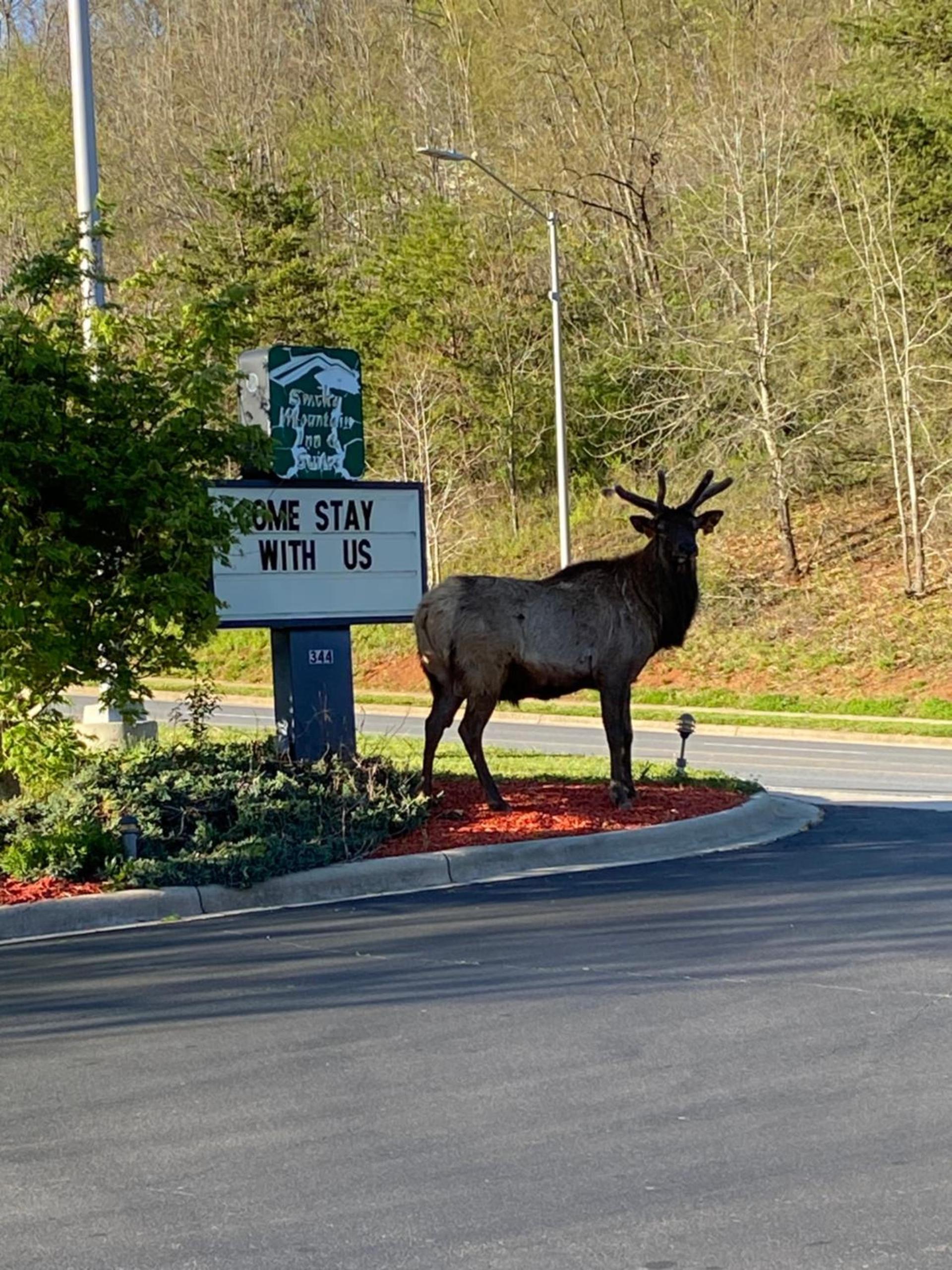 Smoky Mountain Inn & Suites photo 18