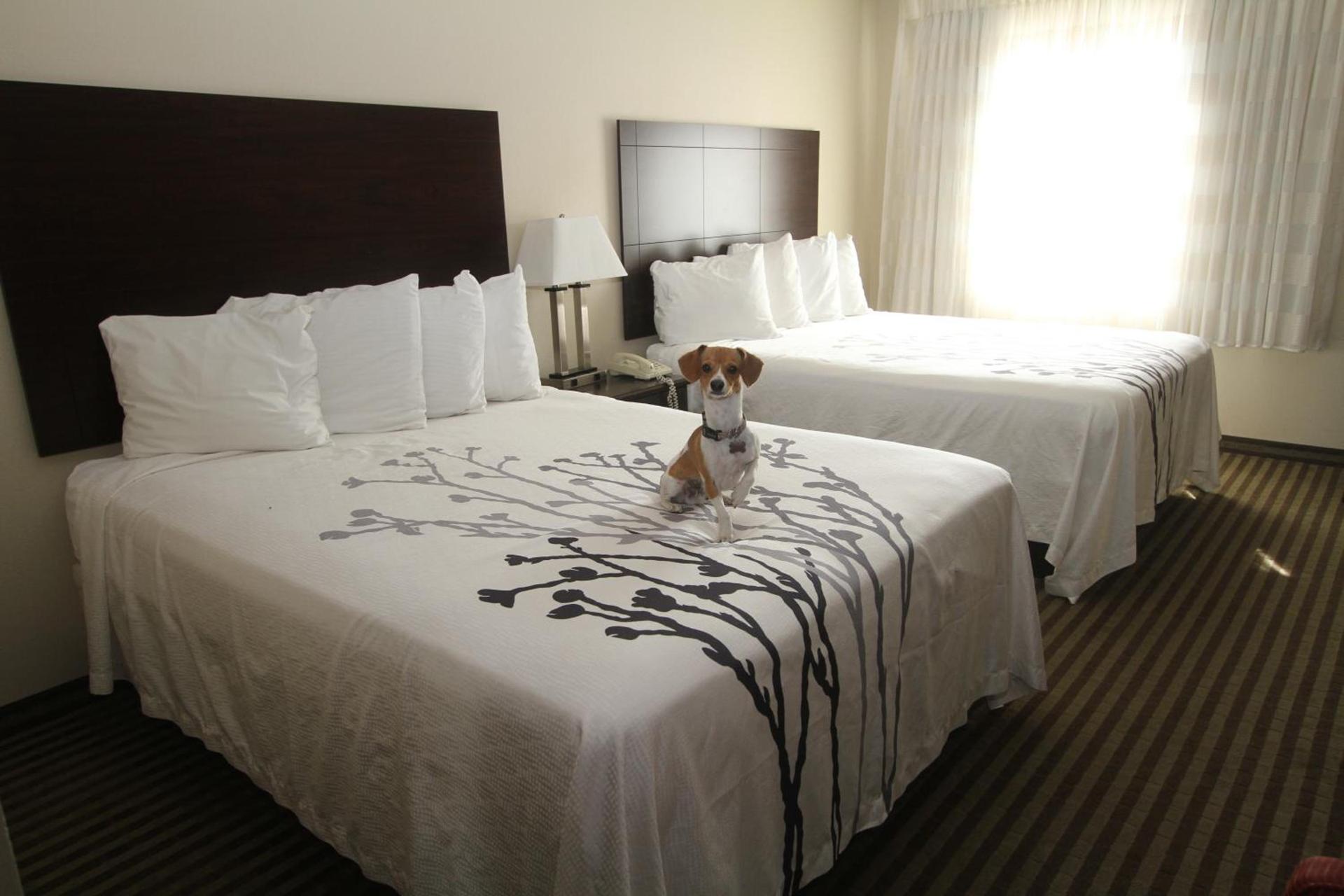 Bowman Inn and Suites photo 19