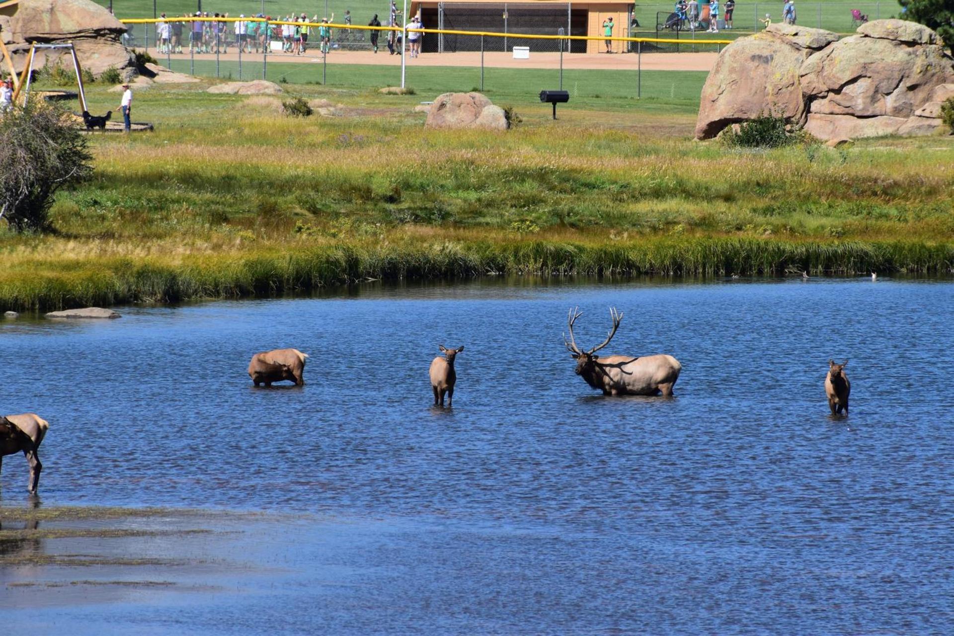 Estes Lake Lodge photo 17