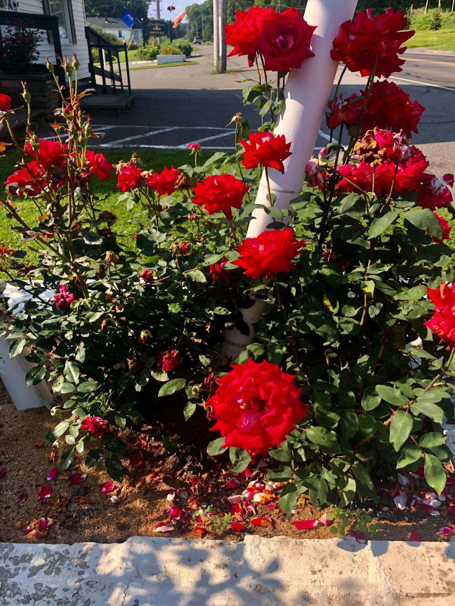 Claddagh Motel & Suites photo 44