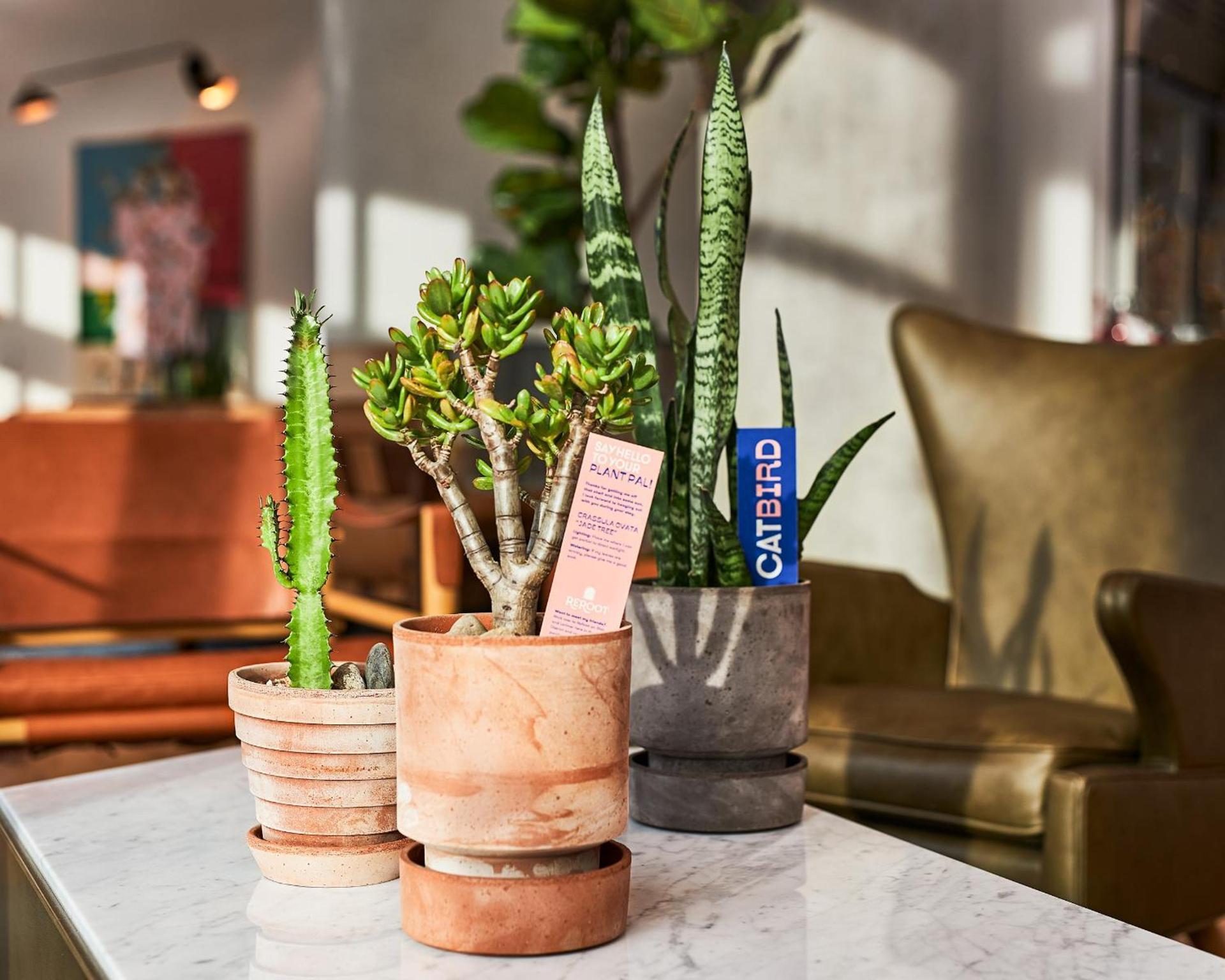 Catbird Hotel photo 18