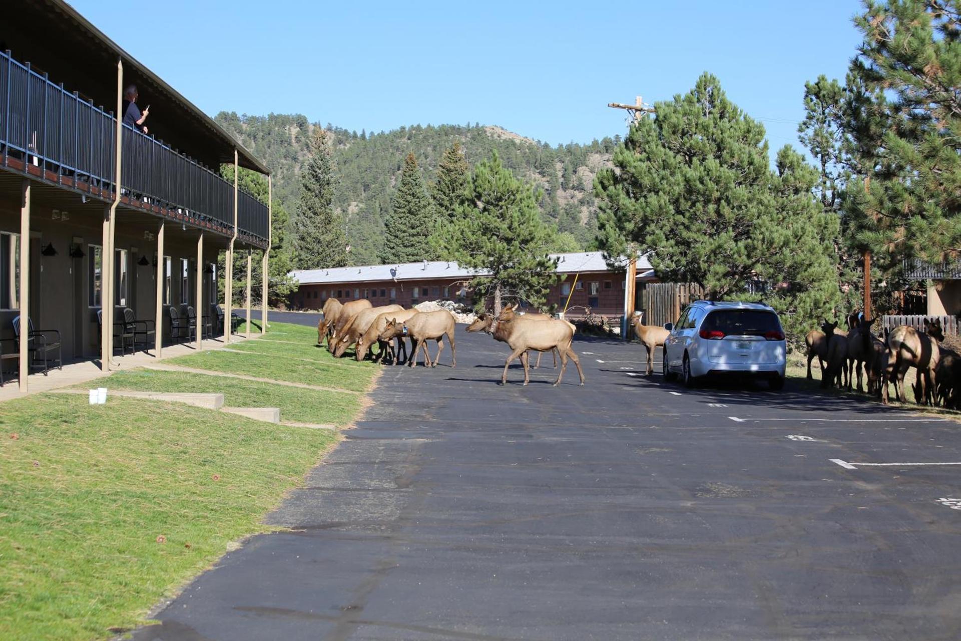 Quality Inn near Rocky Mountain National Park photo 54
