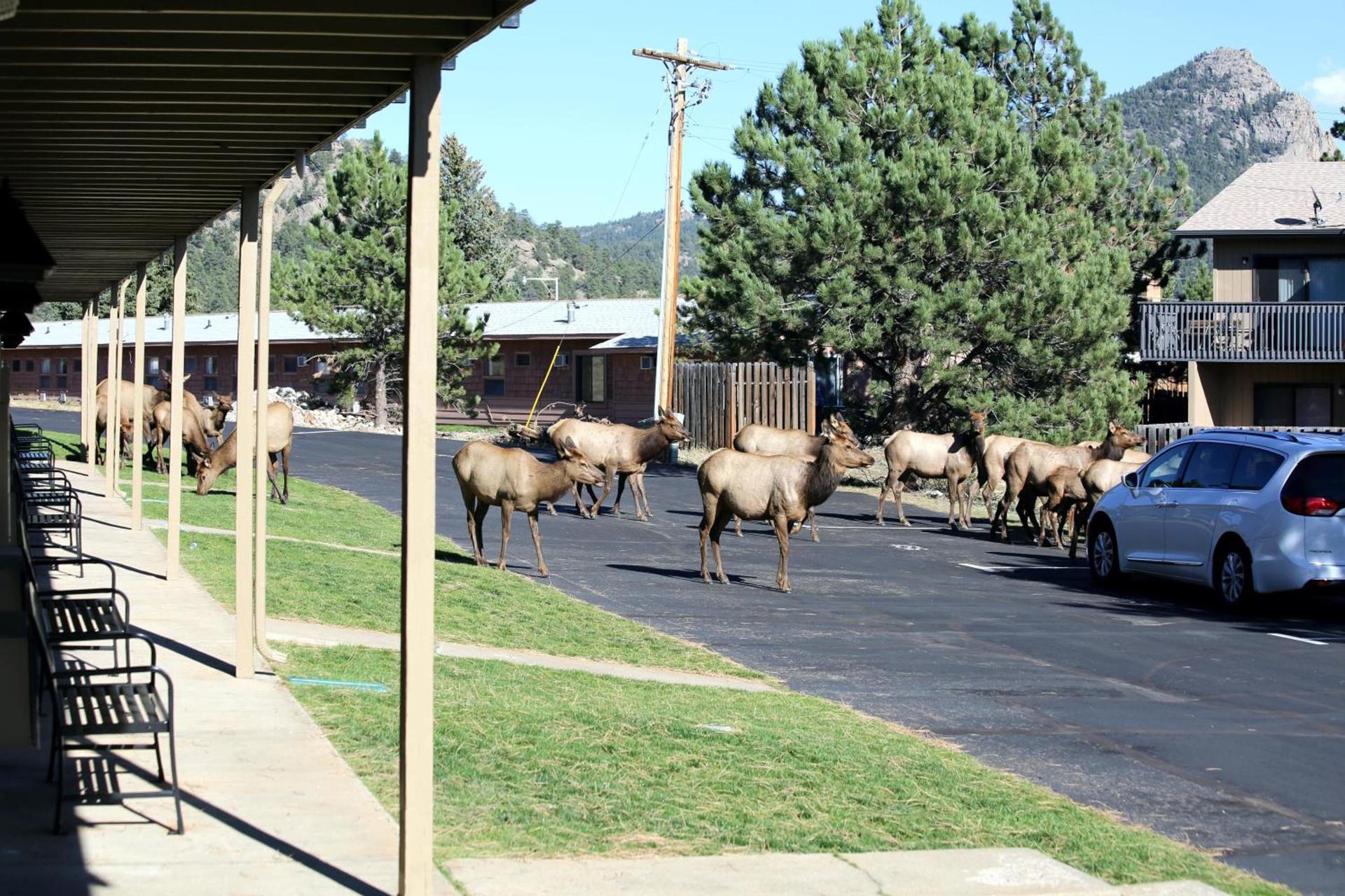 Quality Inn near Rocky Mountain National Park photo 53