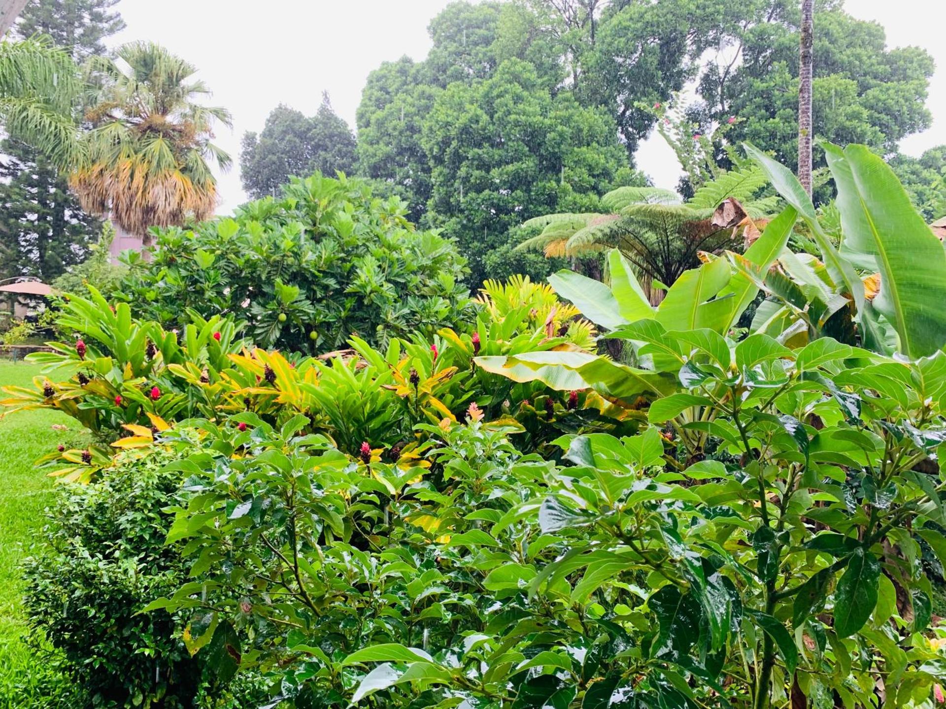 Wild Ginger Hotel photo 23