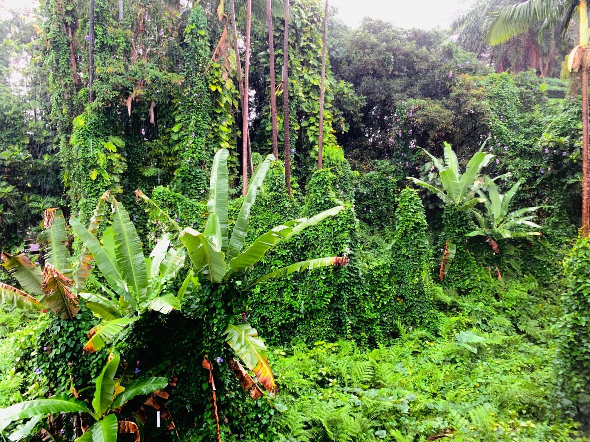 Wild Ginger Hotel photo 27