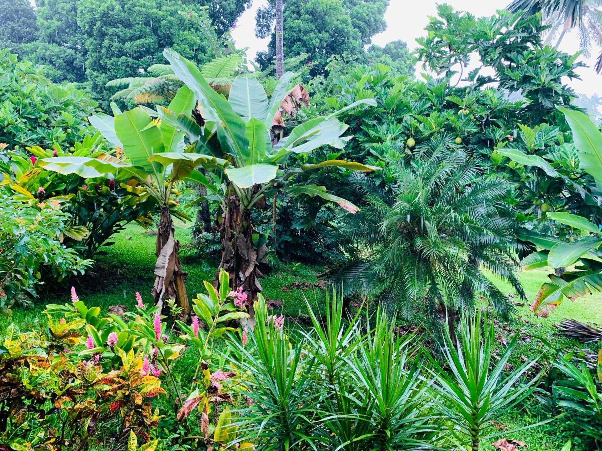 Wild Ginger Hotel photo 8