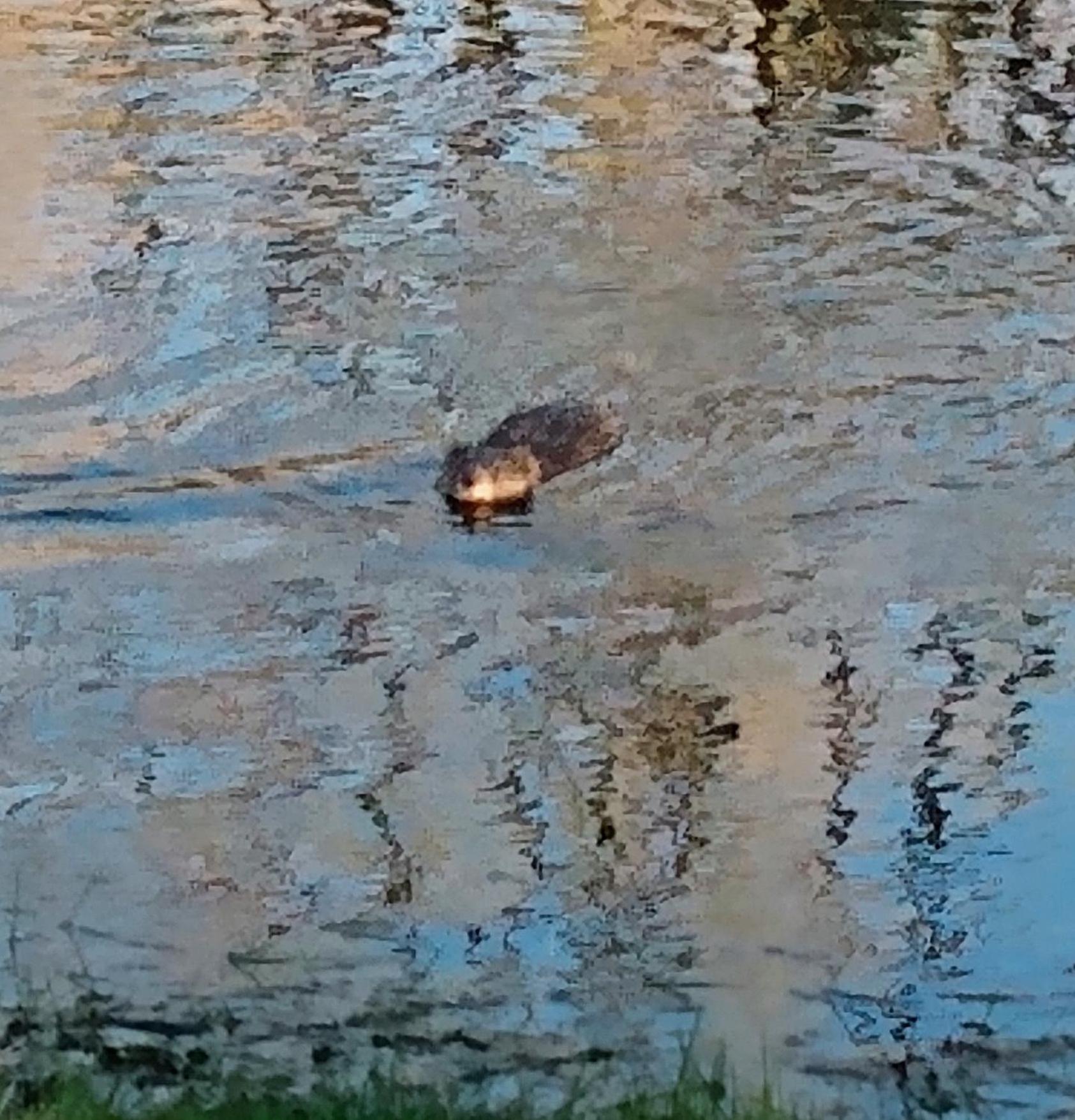 Billingsley Creek photo 12