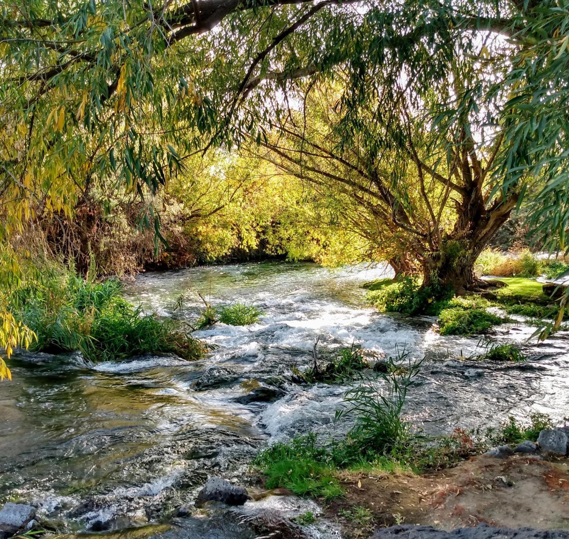 Billingsley Creek photo 16