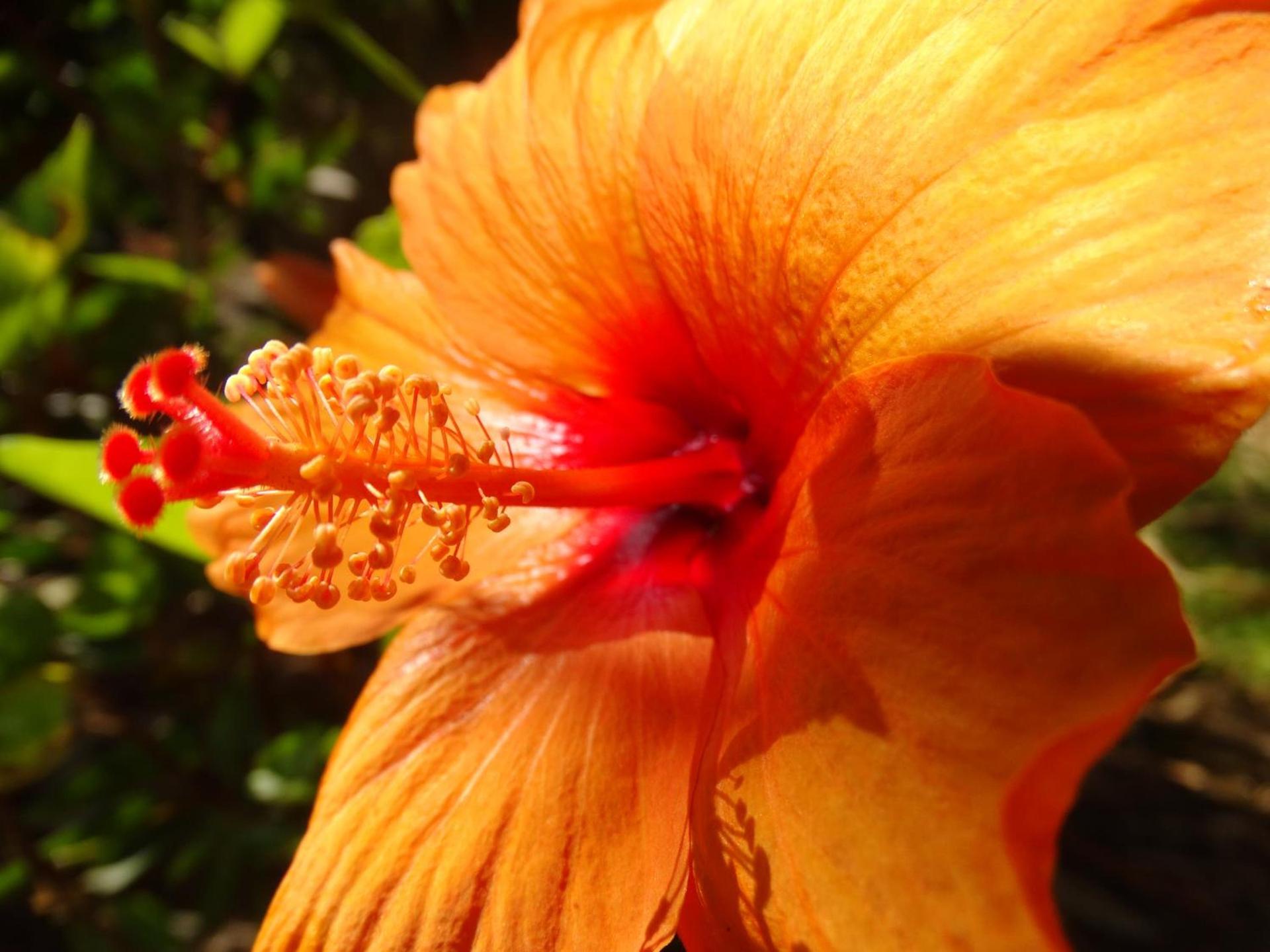 Lokahi Lodge photo 38