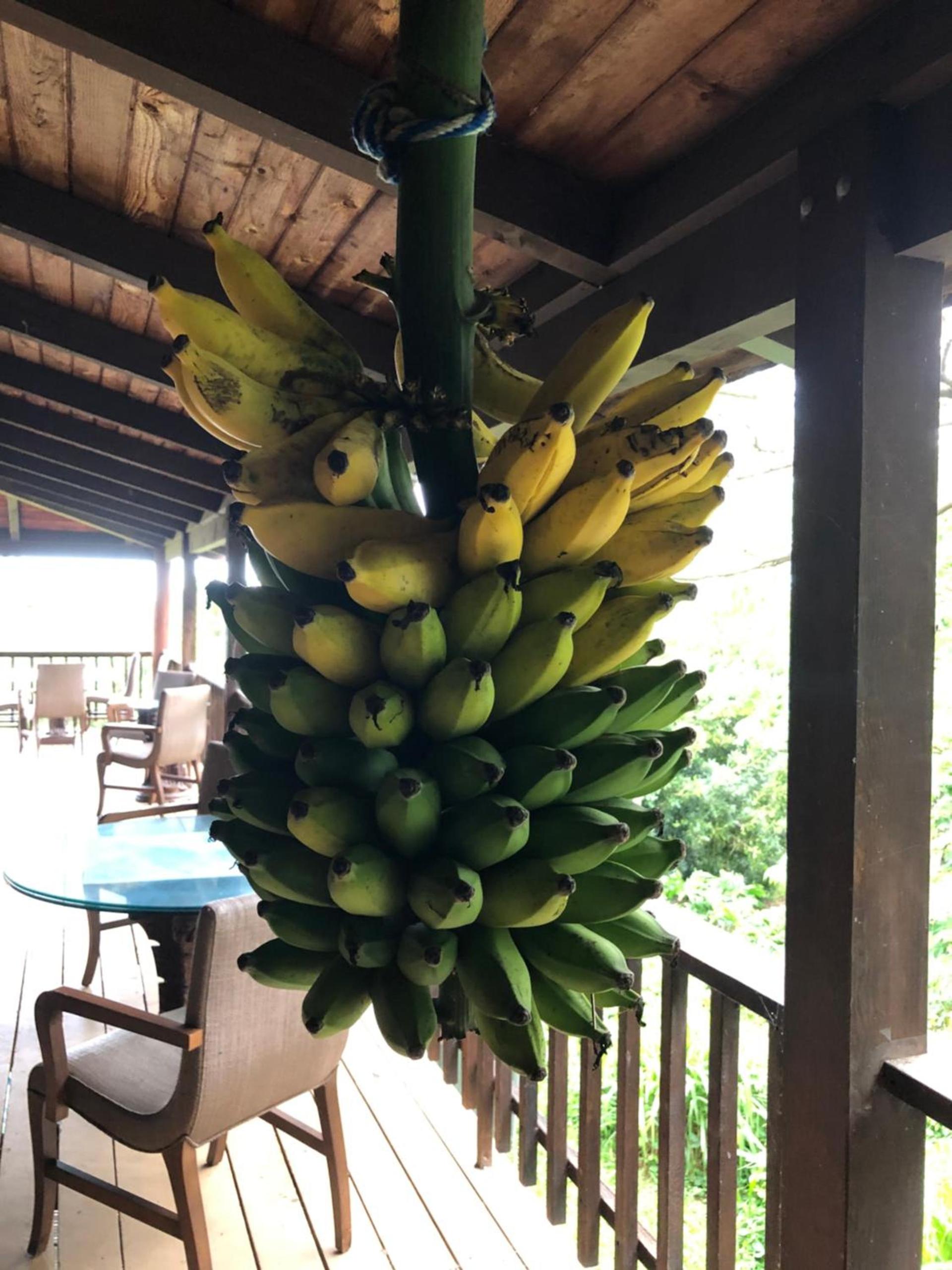 Hawaii Island Resort photo 7