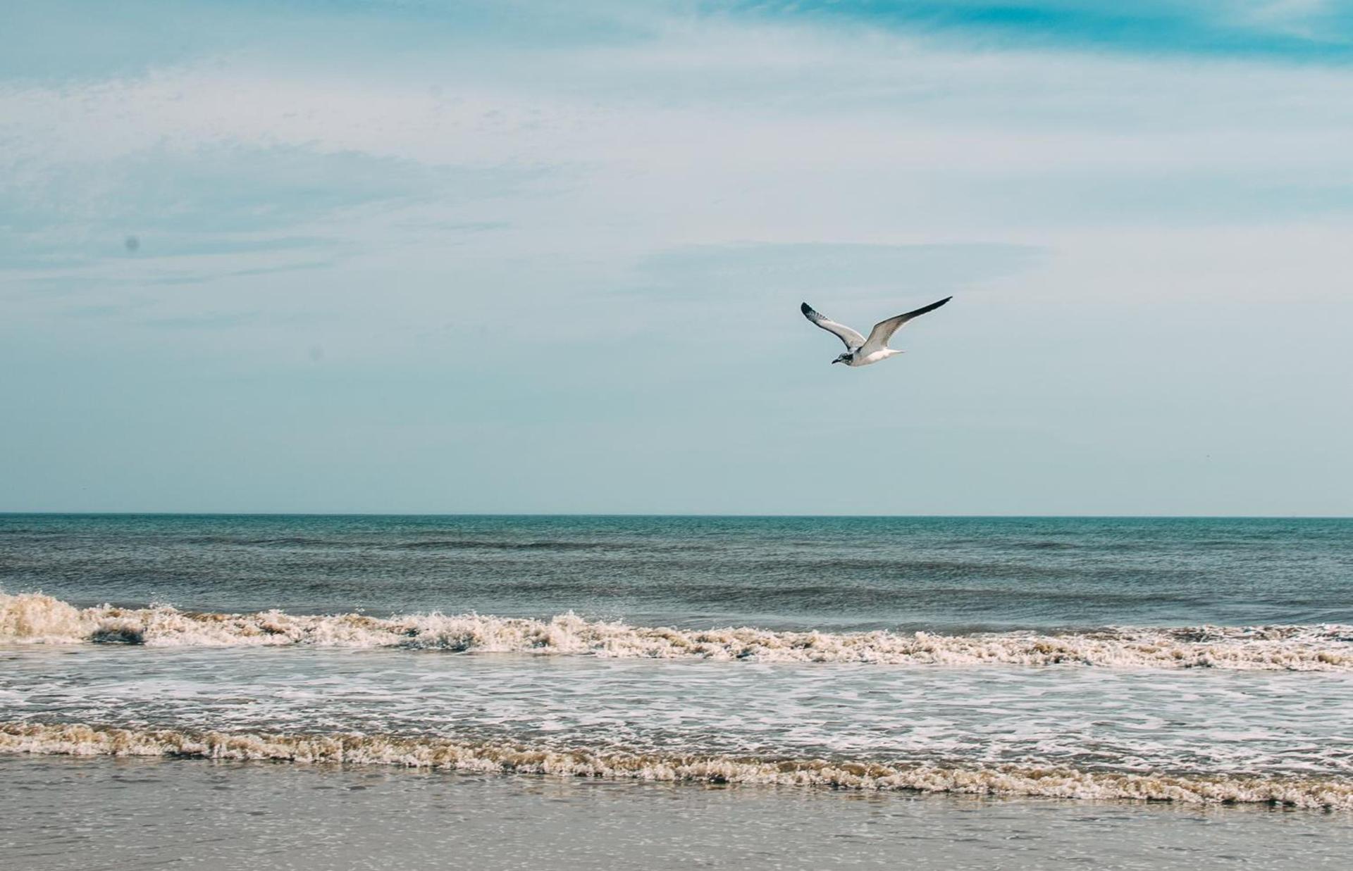 Bluebird Dennisport photo 8