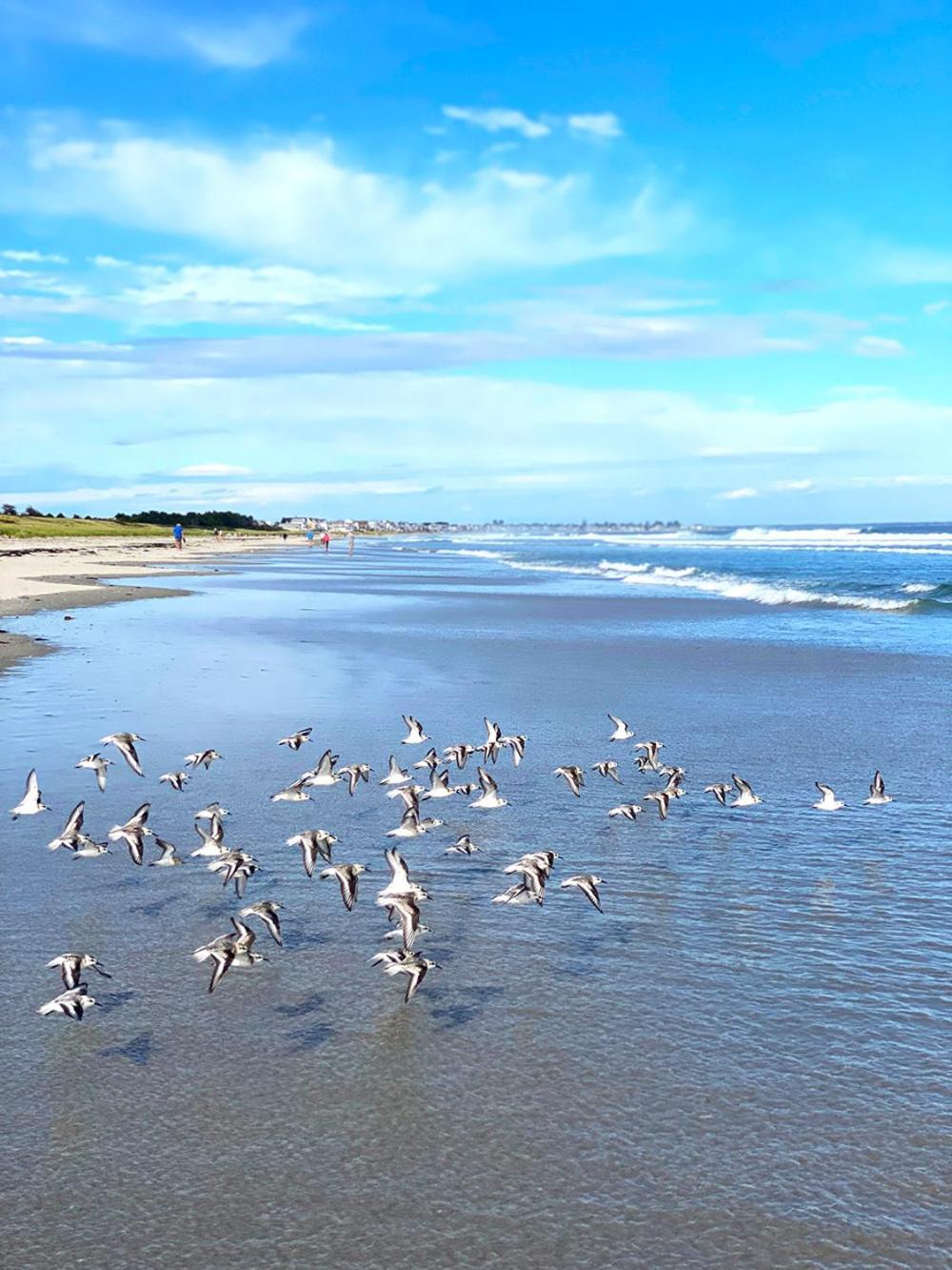 Ocean Acres Ogunquit photo 15