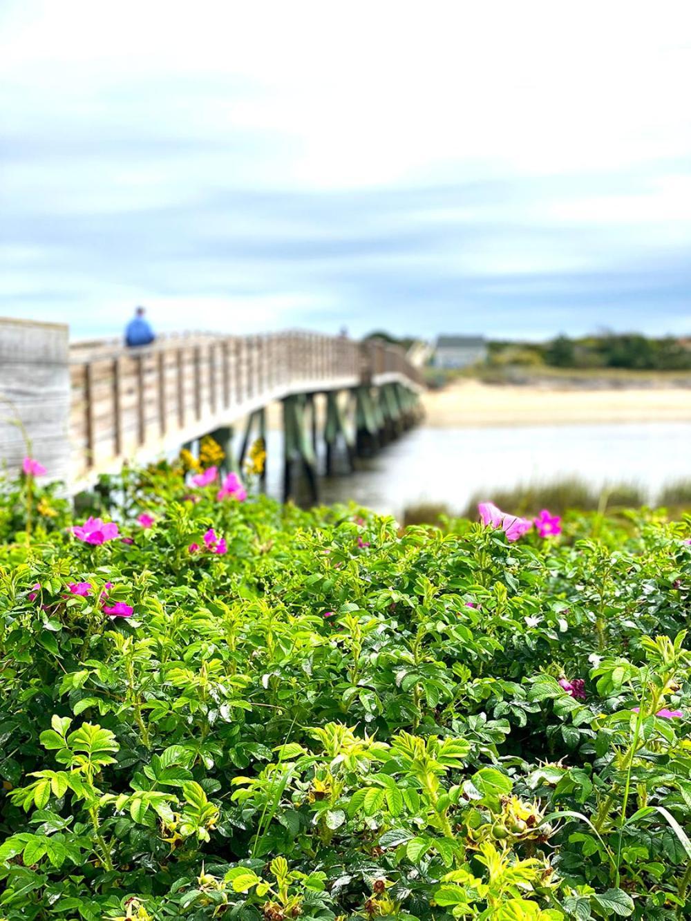 Ocean Acres Ogunquit photo 5