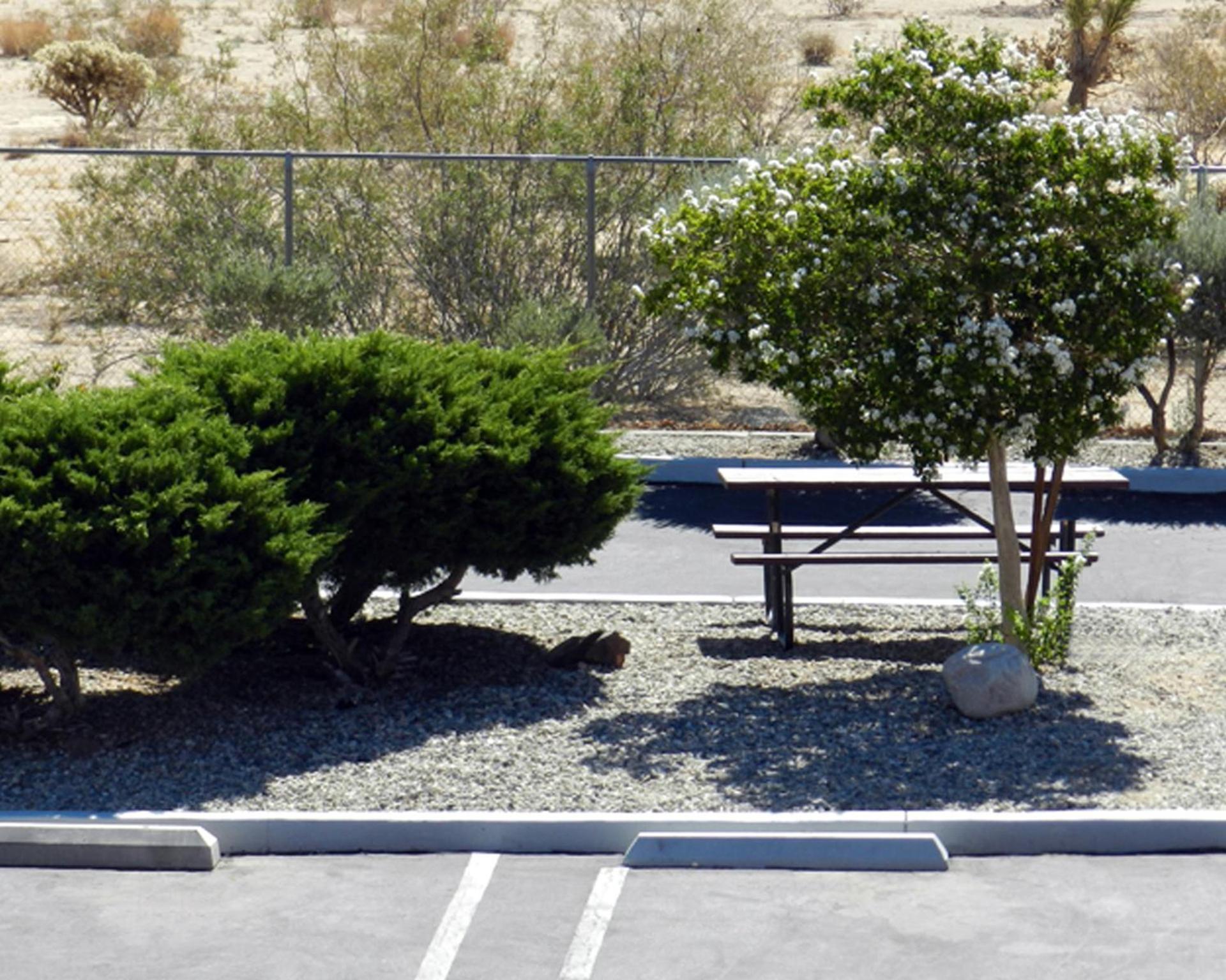 High Desert Motel Joshua Tree National Park photo 9