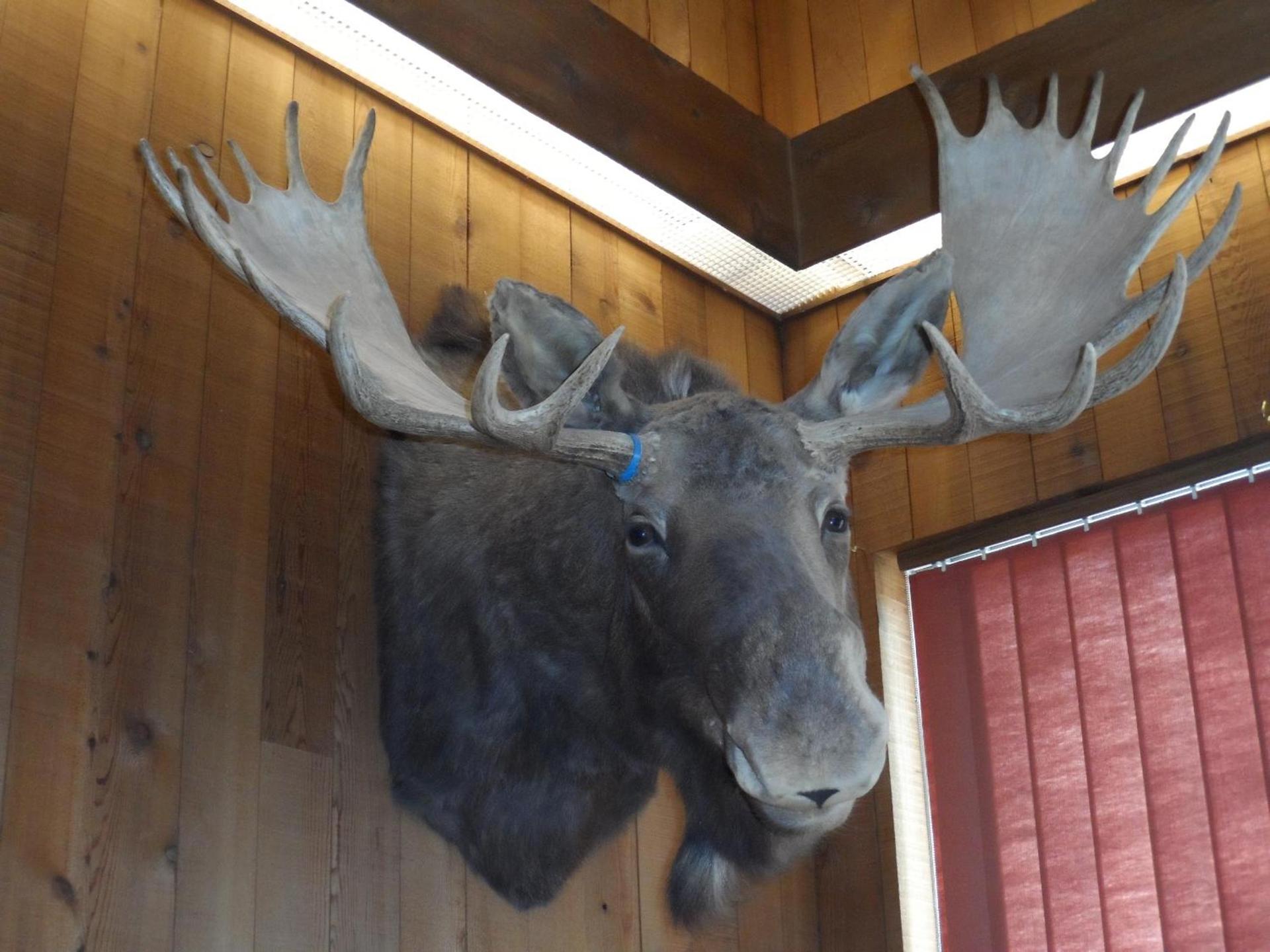 Bear Lodge Motel photo 34