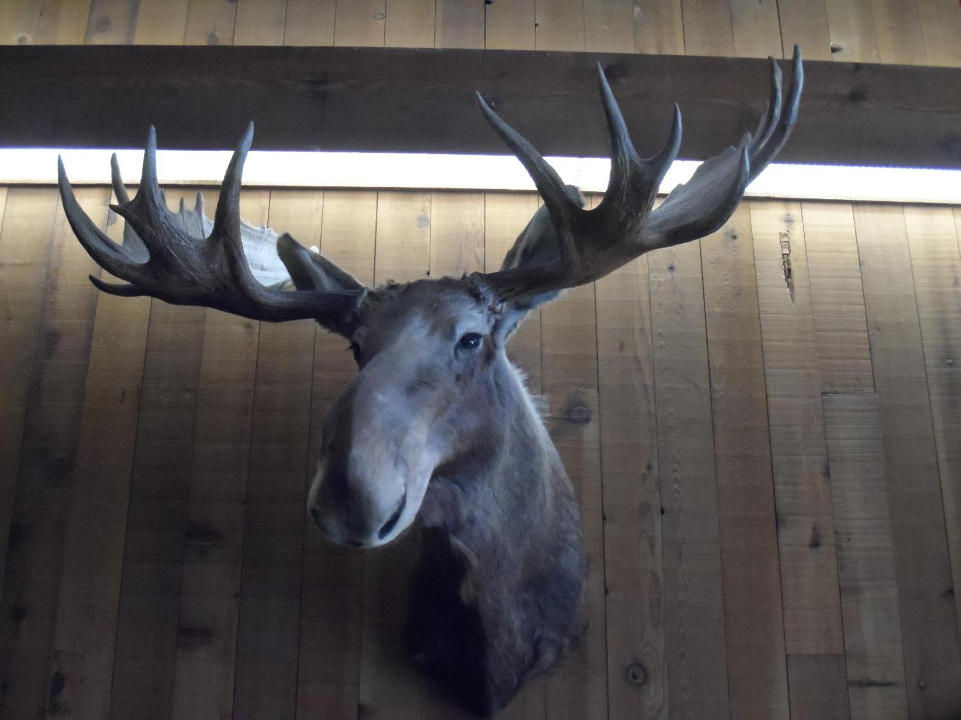 Bear Lodge Motel photo 31