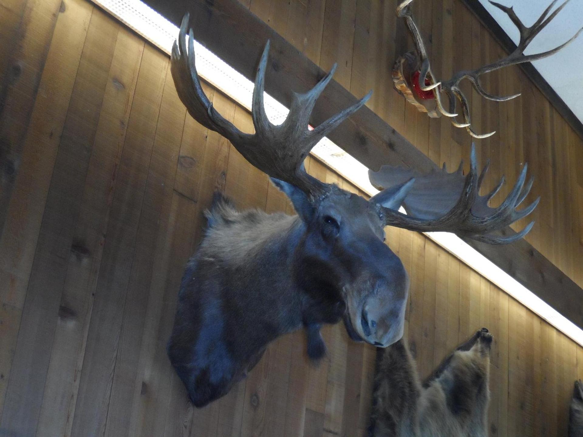 Bear Lodge Motel photo 33