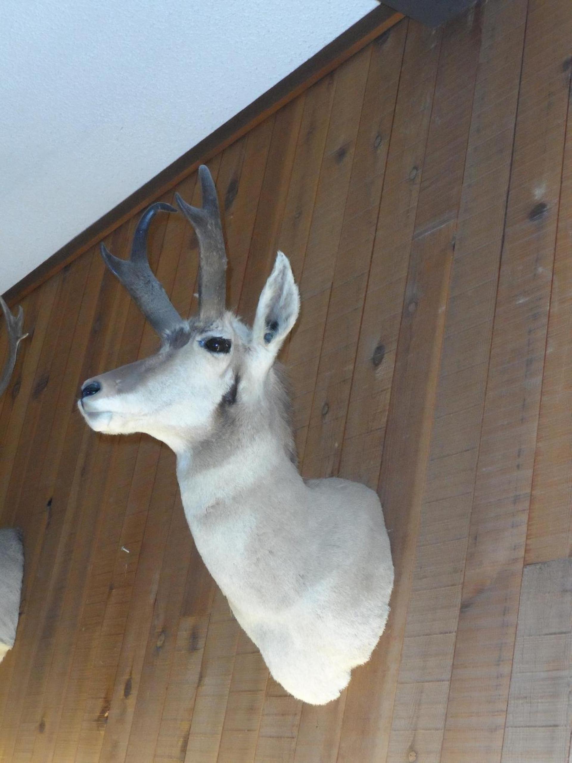 Bear Lodge Motel photo 29