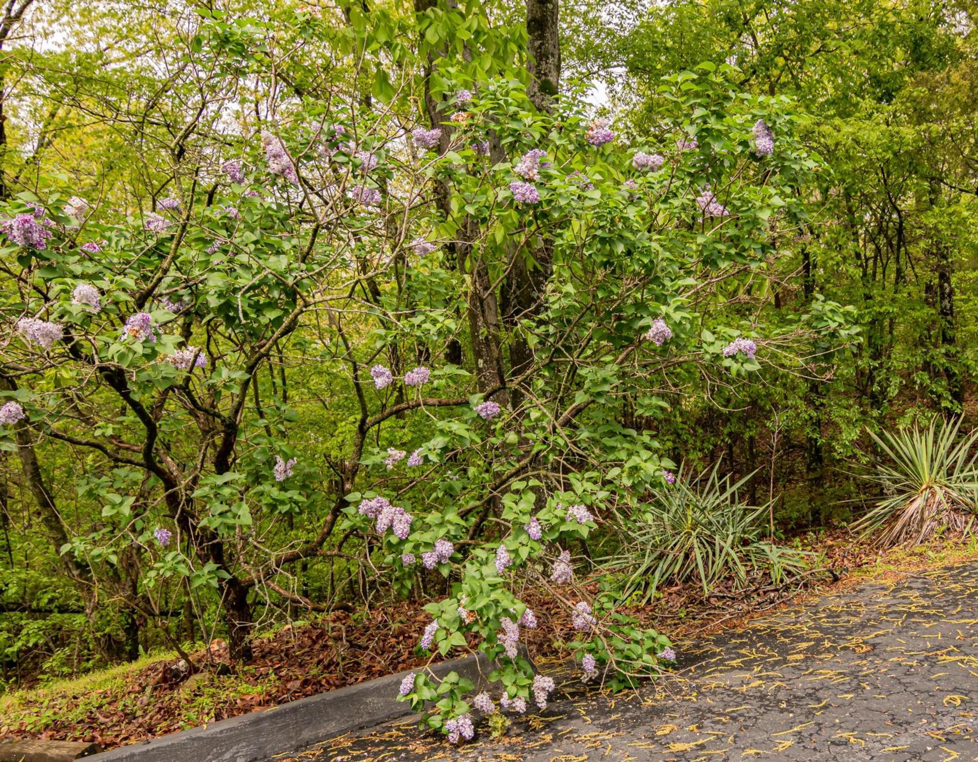 Autumn Creek Branson photo 28
