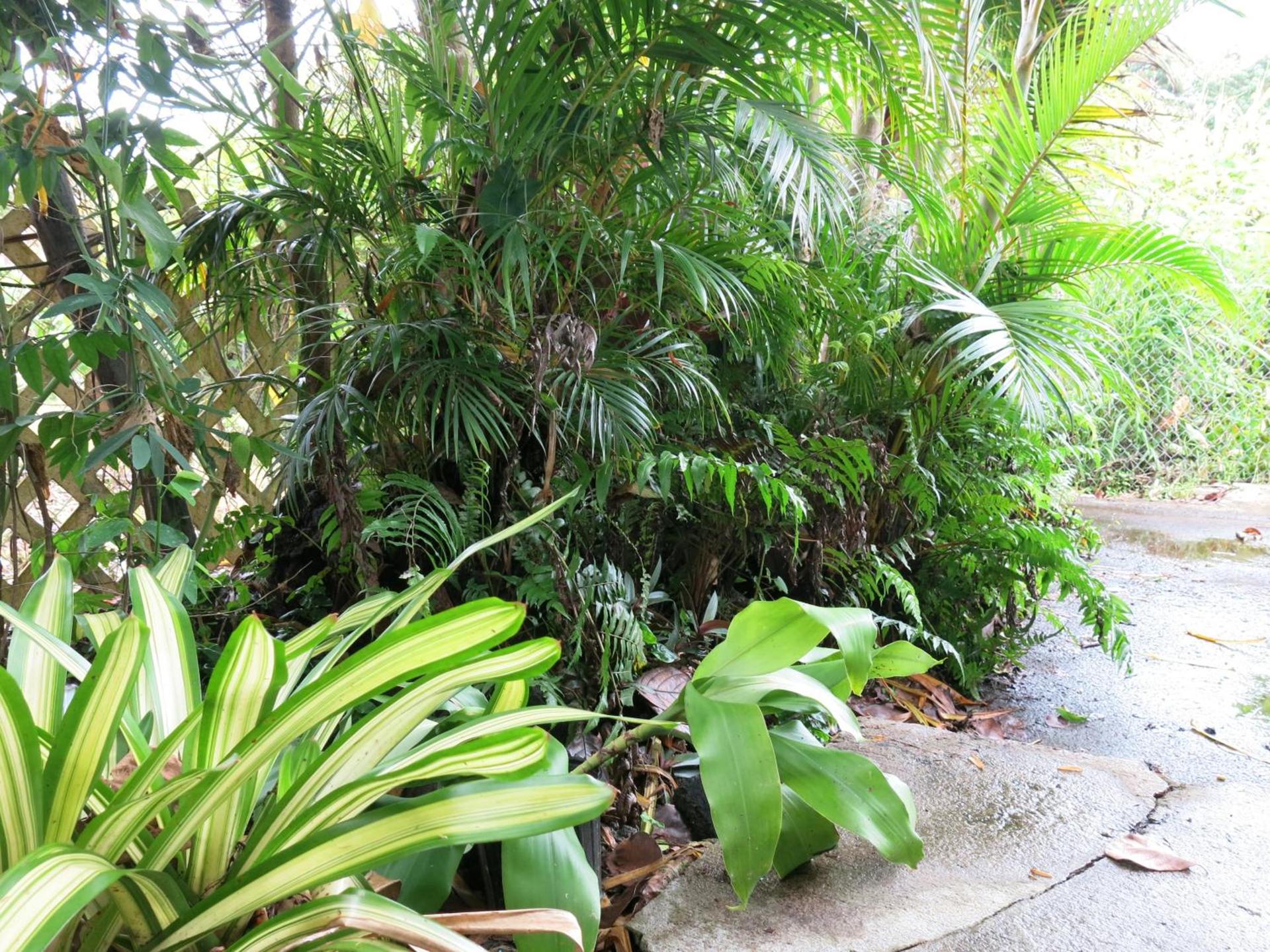 Pahoa Village Hostel photo 38