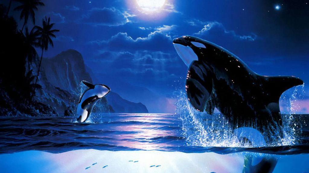 The Orca Inn photo 11