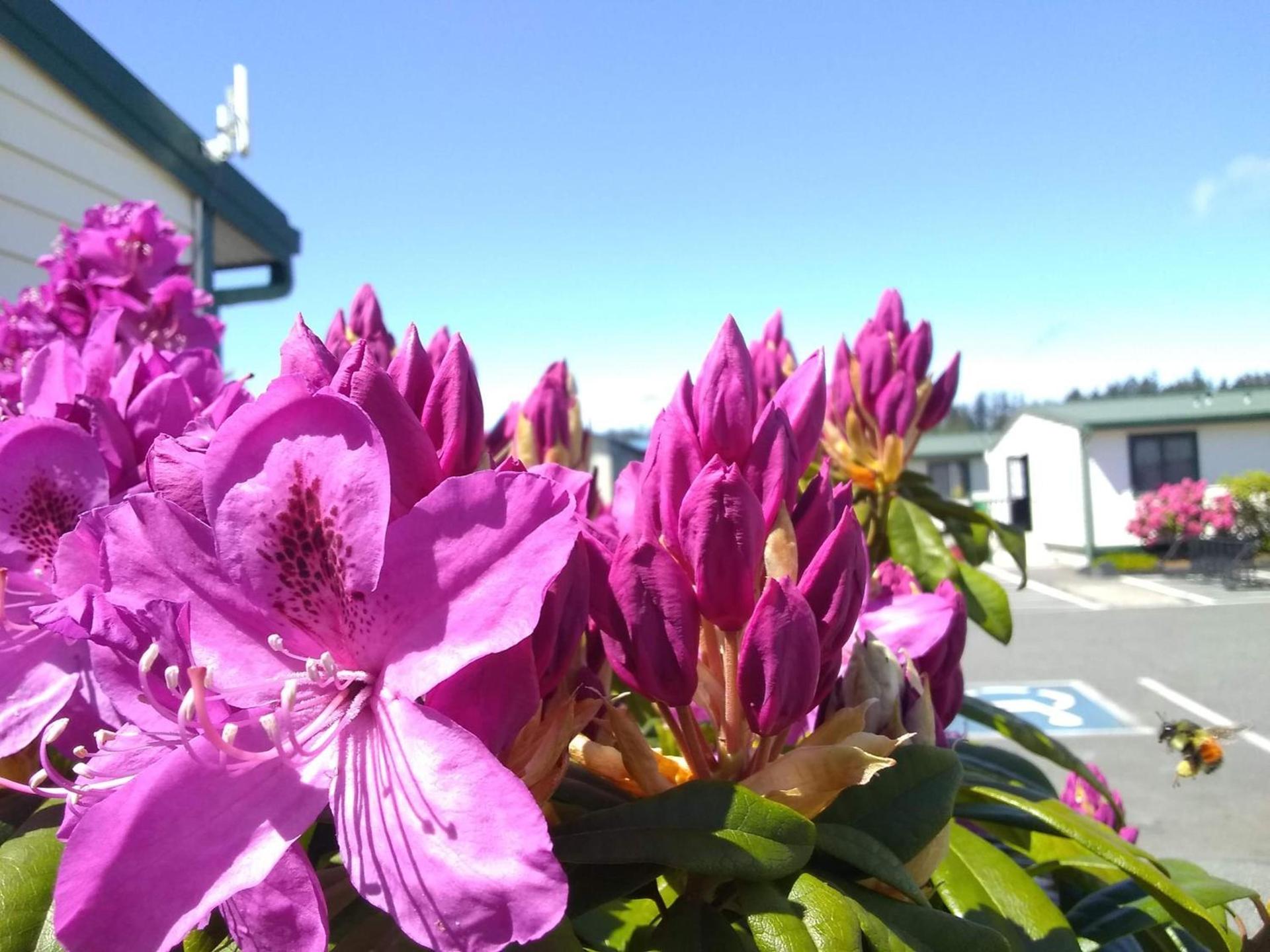 The Orca Inn photo 79