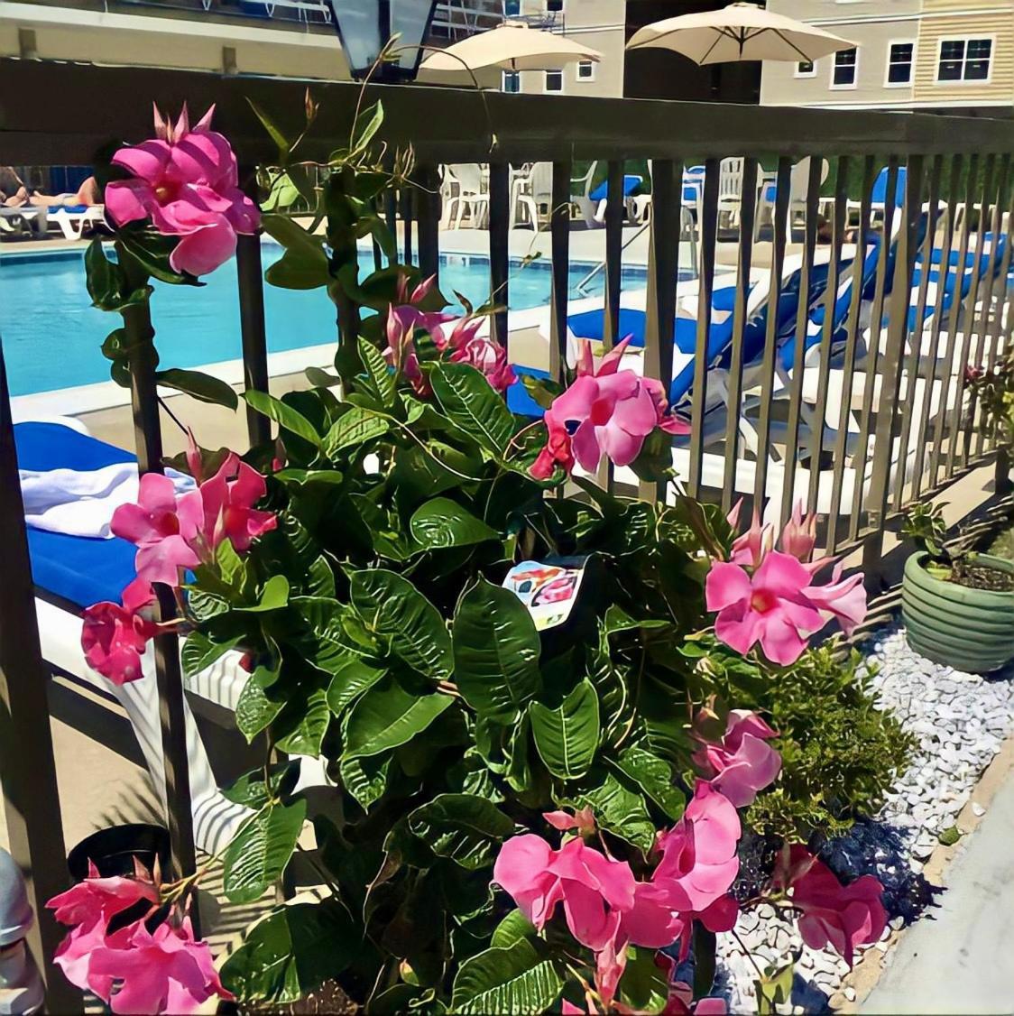Beach Colony Motel photo 6