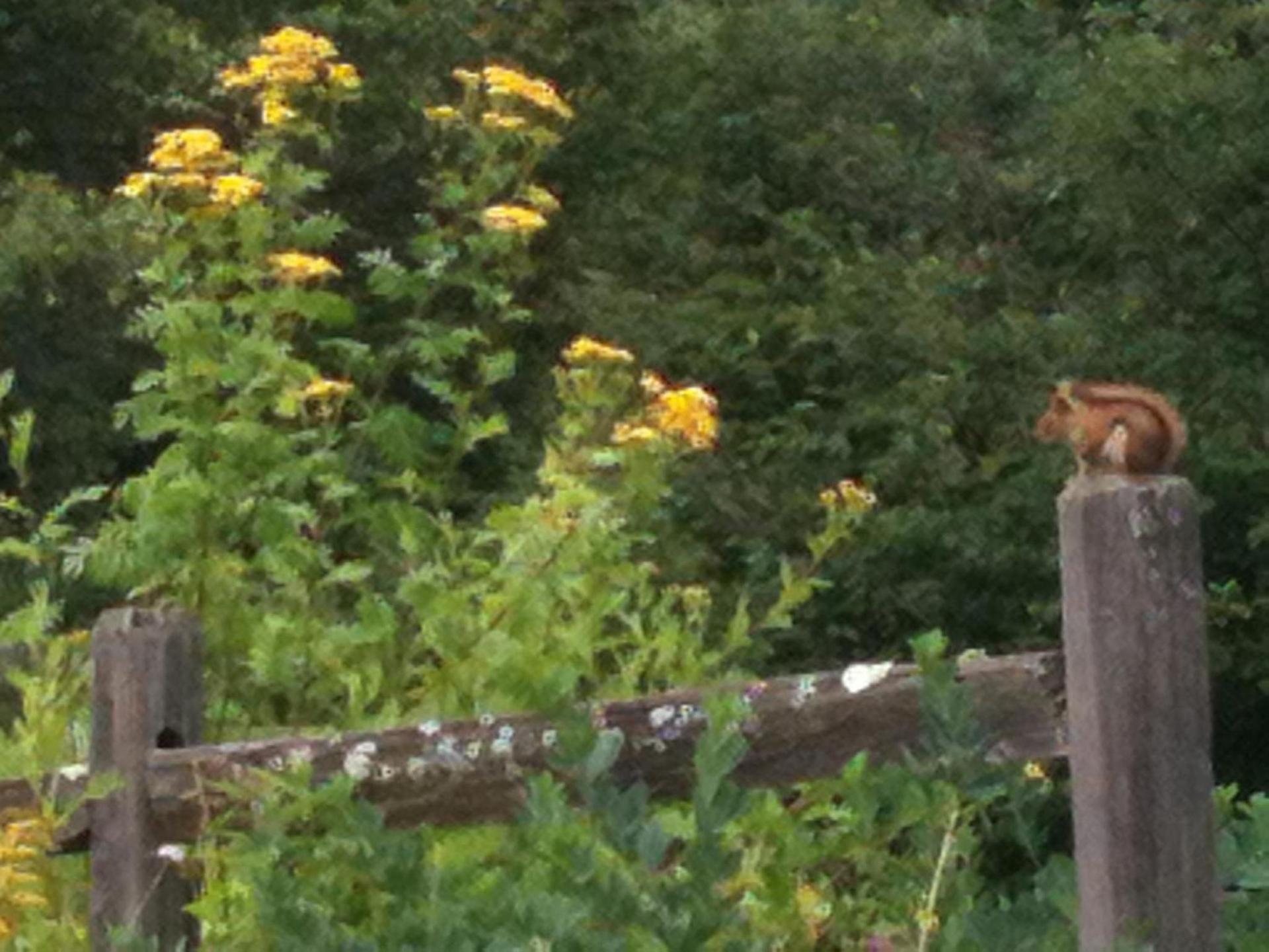 Deerhill Inn photo 13