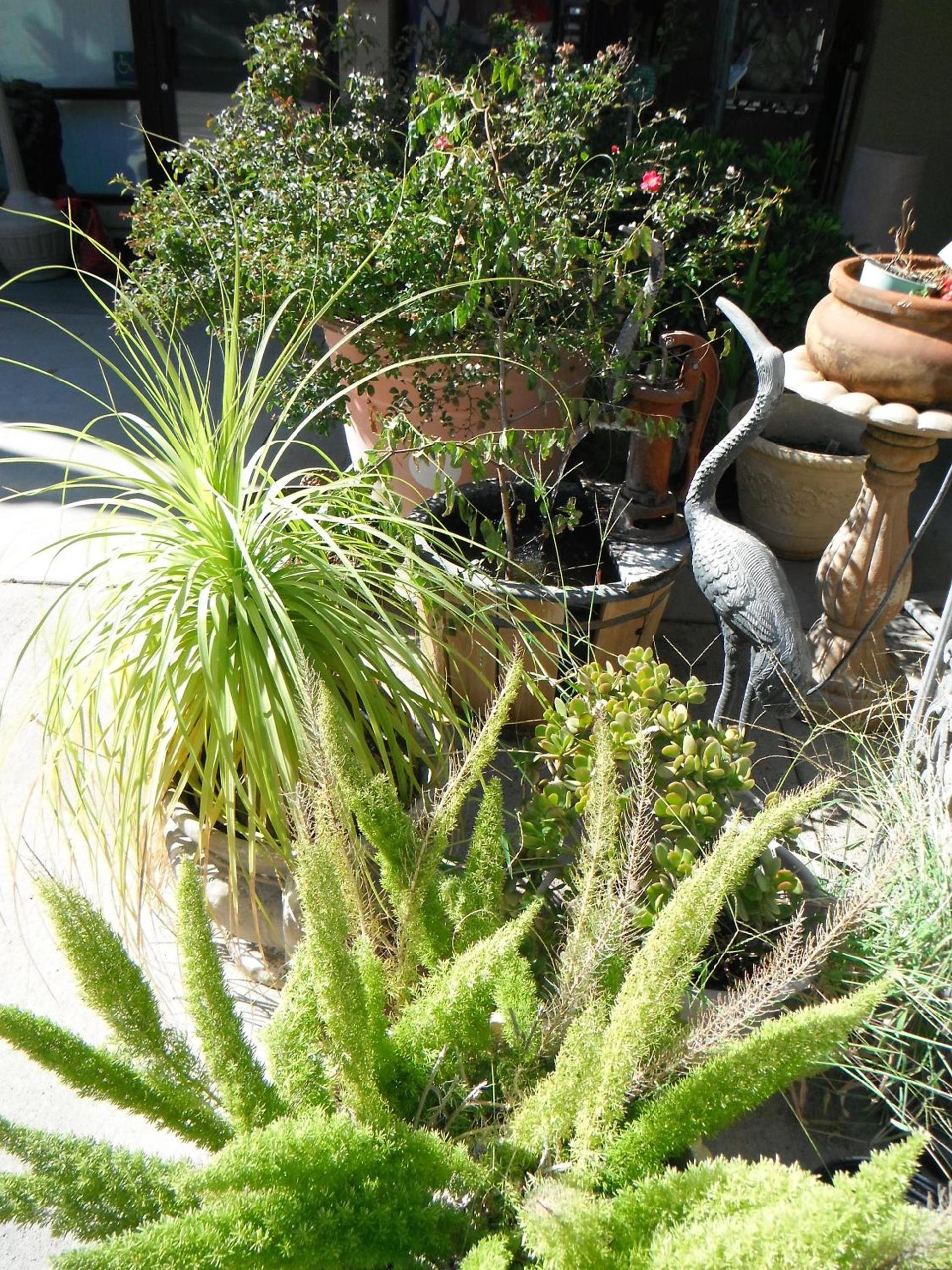 Colusa Riverside Inn photo 5