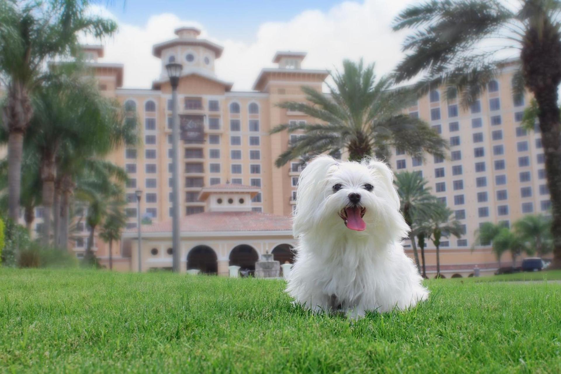 Rosen Shingle Creek Universal Blvd photo 9