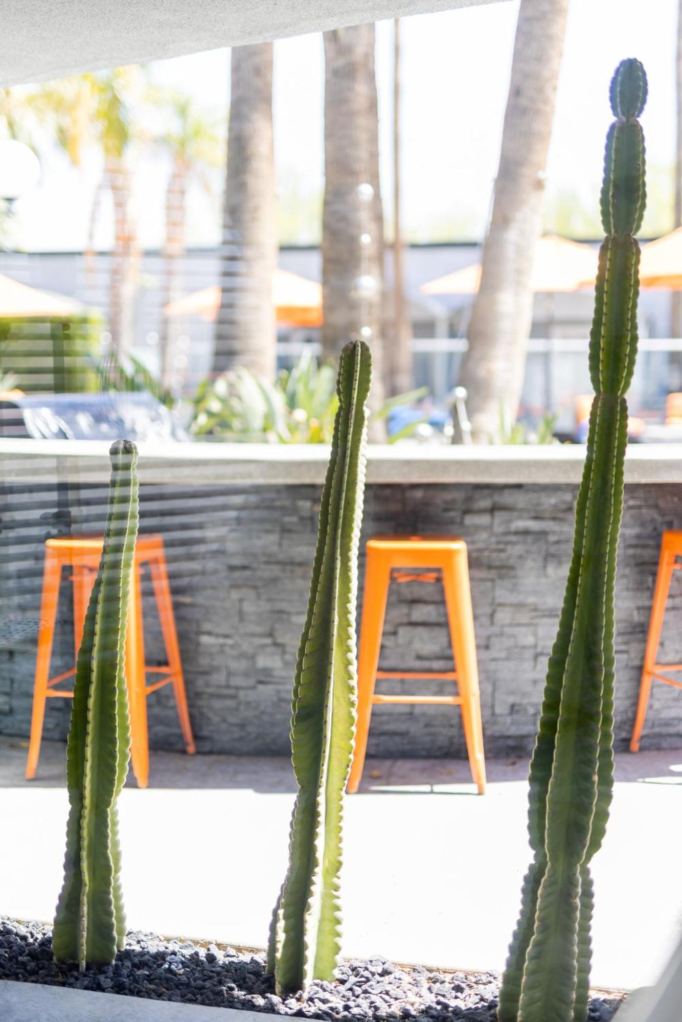 The Palm Springs Hotel photo 13